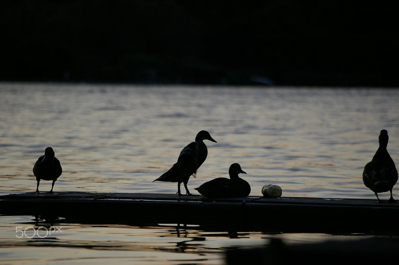 Samsung GX-1S + Samsung/Schneider D-XENON 50-200mm F4-5.6 sample photo. Ducks photography