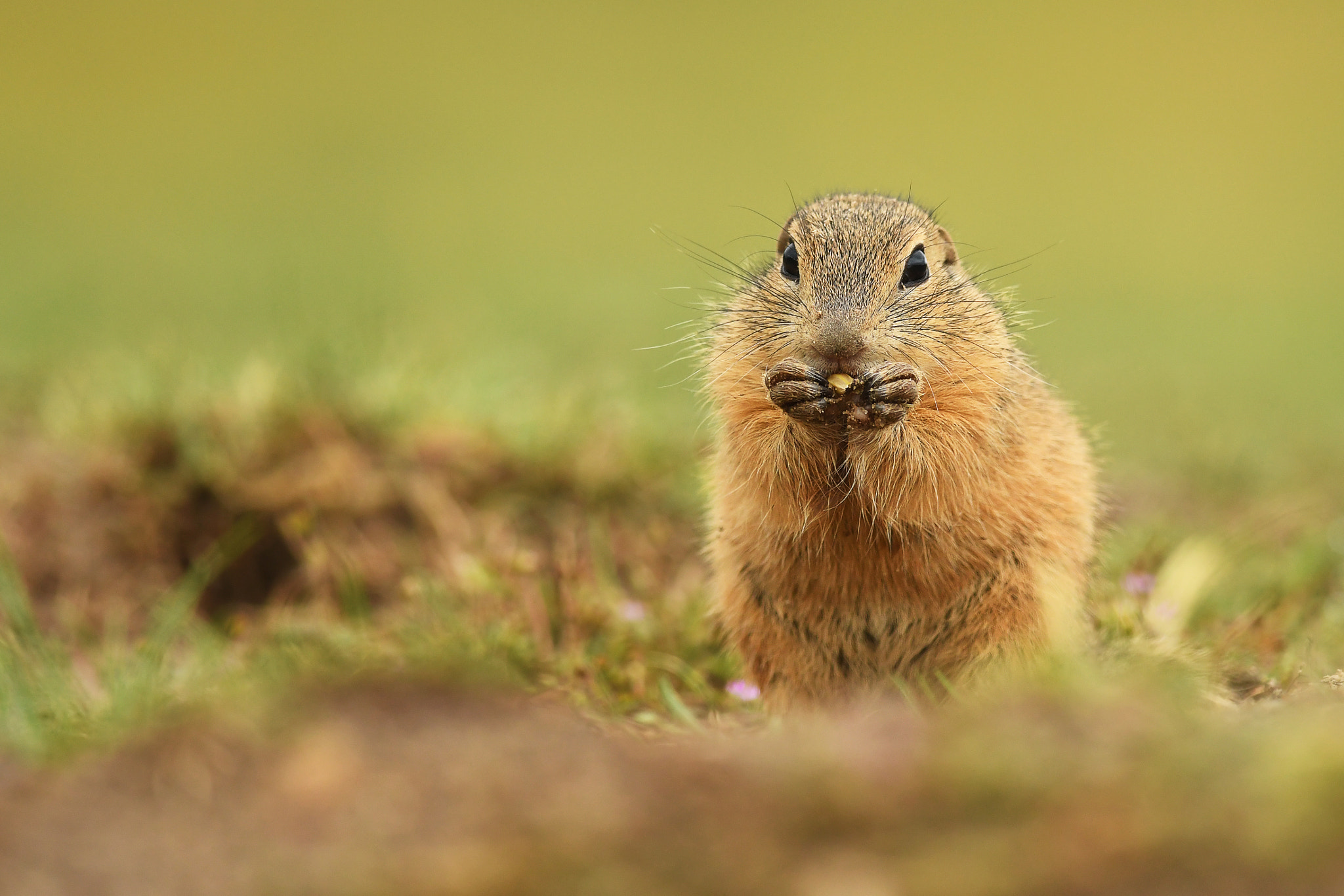 Nikon D500 + Tamron SP 35mm F1.8 Di VC USD sample photo. Ground squirrel photography