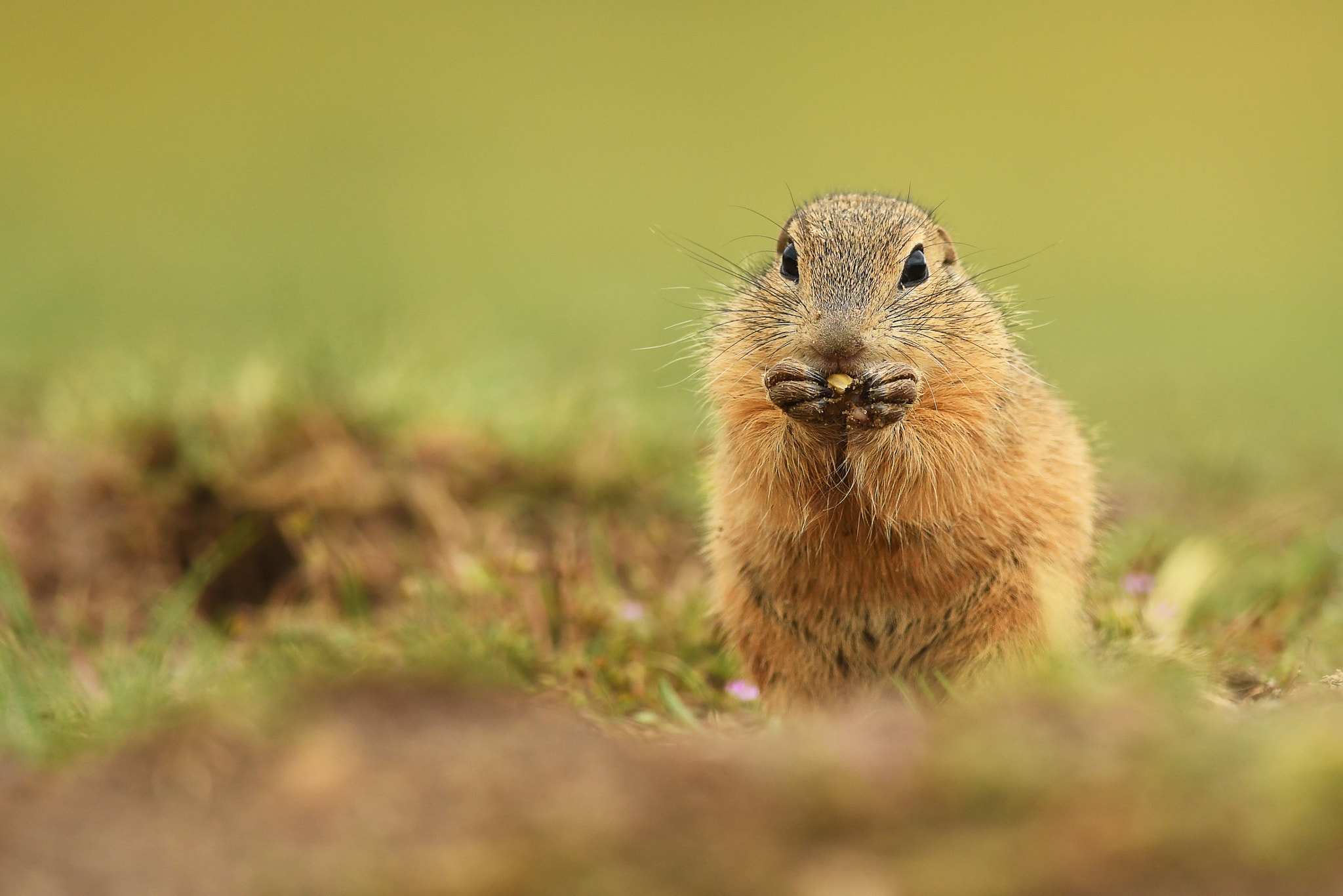 Nikon D500 + Tamron SP 35mm F1.8 Di VC USD sample photo. Ground squirrel photography