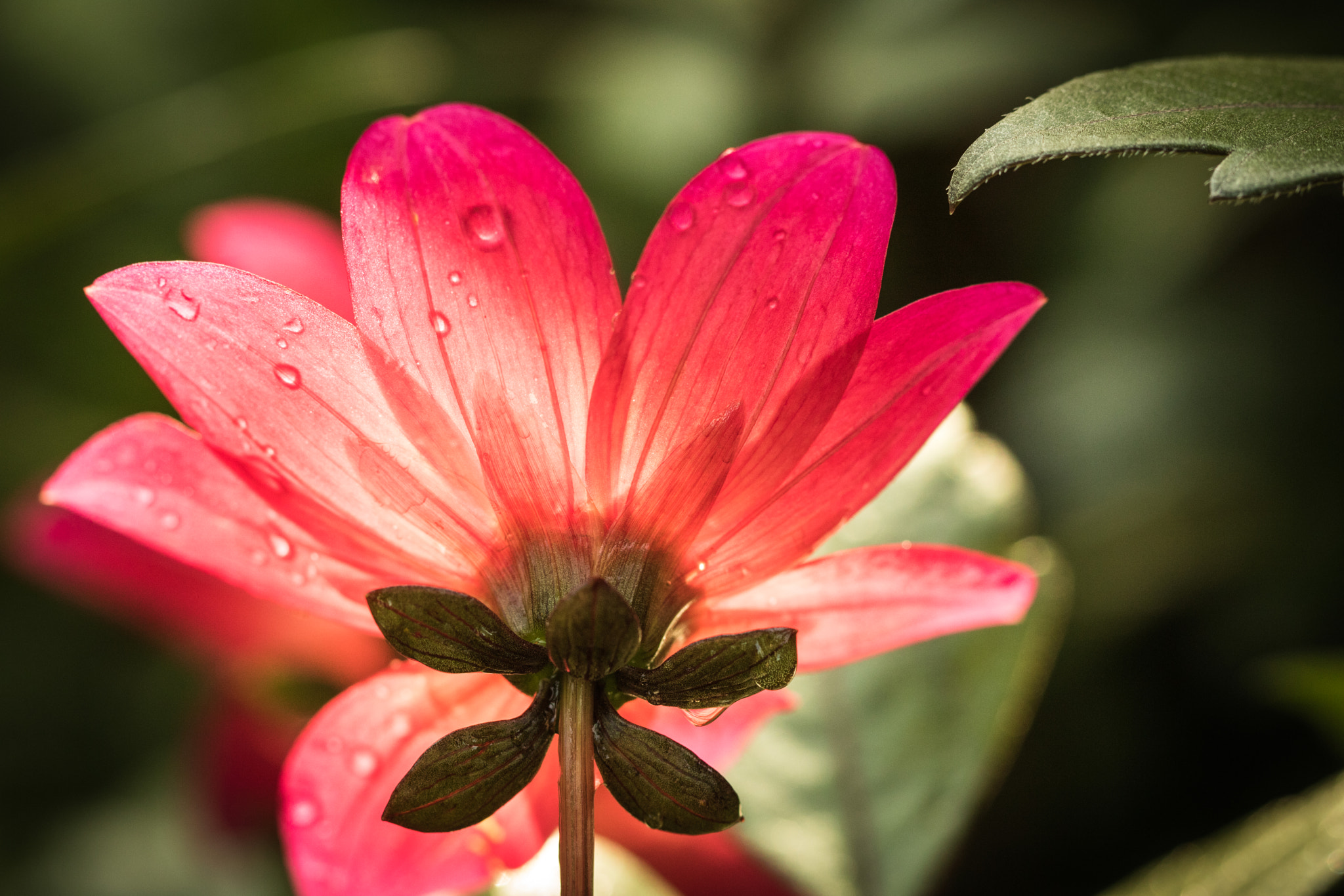 Canon EOS 760D (EOS Rebel T6s / EOS 8000D) sample photo. Back side of back lit pink flower photography