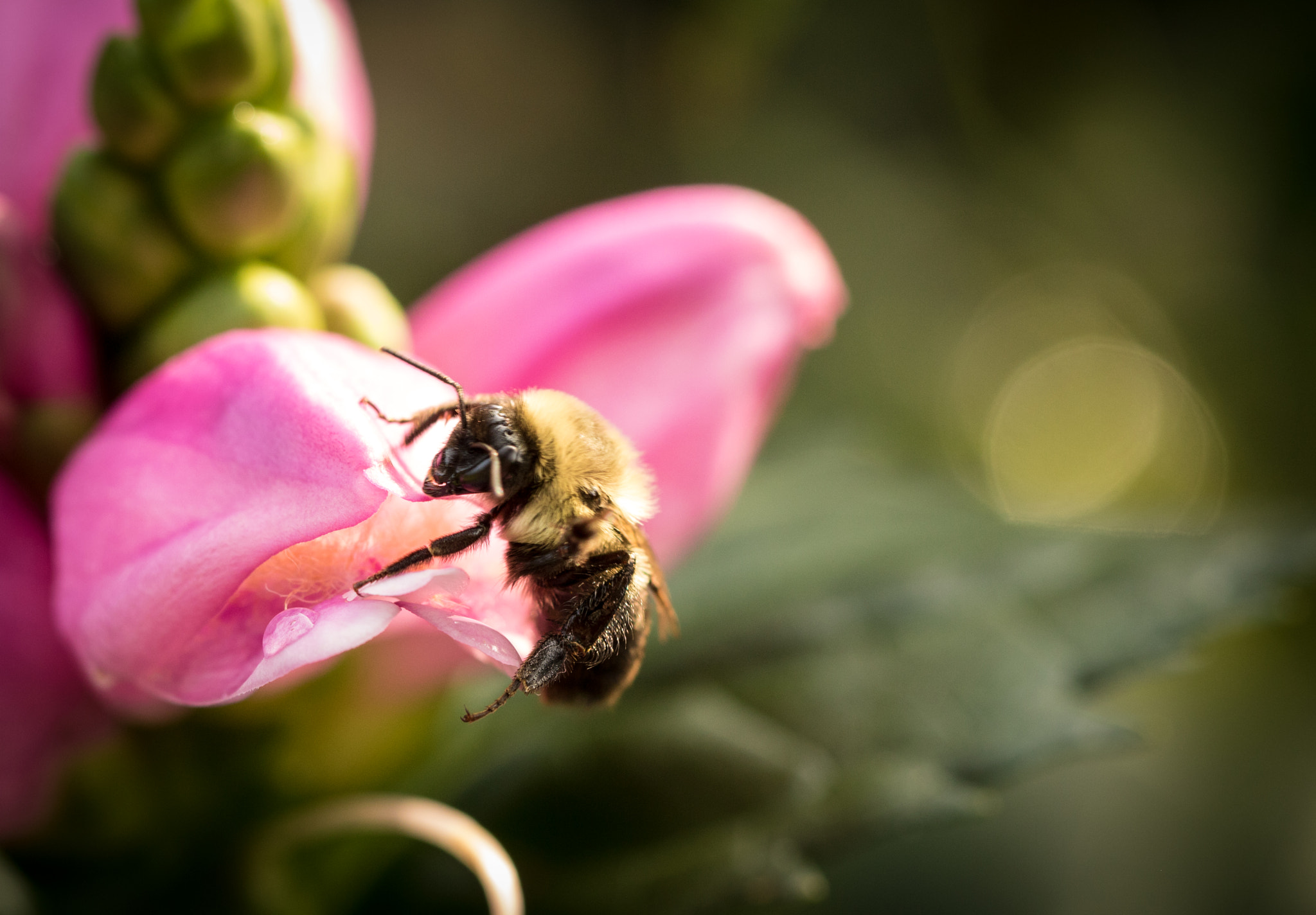 Canon EOS 760D (EOS Rebel T6s / EOS 8000D) + Canon EF 100mm F2.8L Macro IS USM sample photo. Bumble bee on pink petal photography