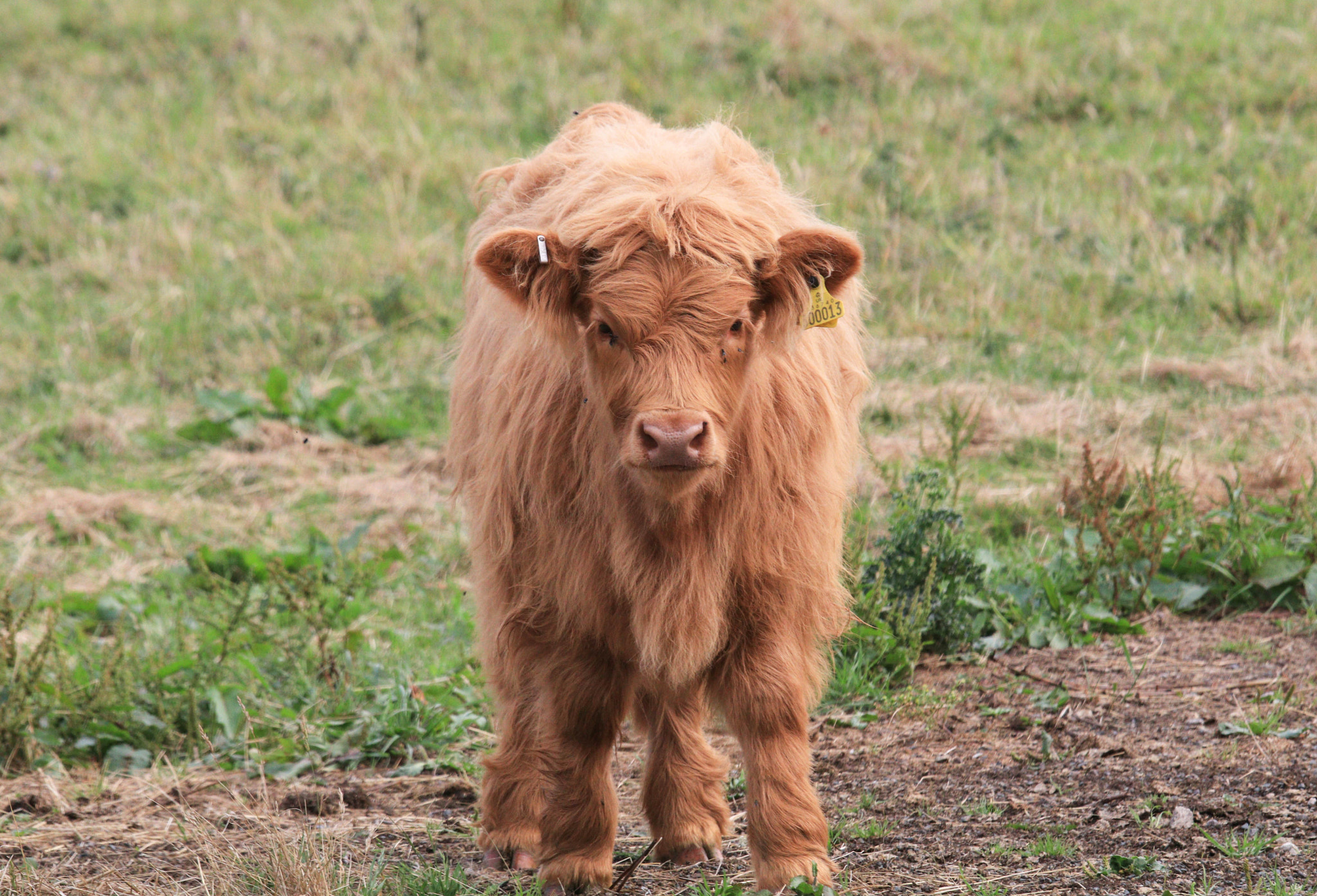 Canon EOS 80D + Canon EF 70-200mm F4L IS USM sample photo. Baby moo photography