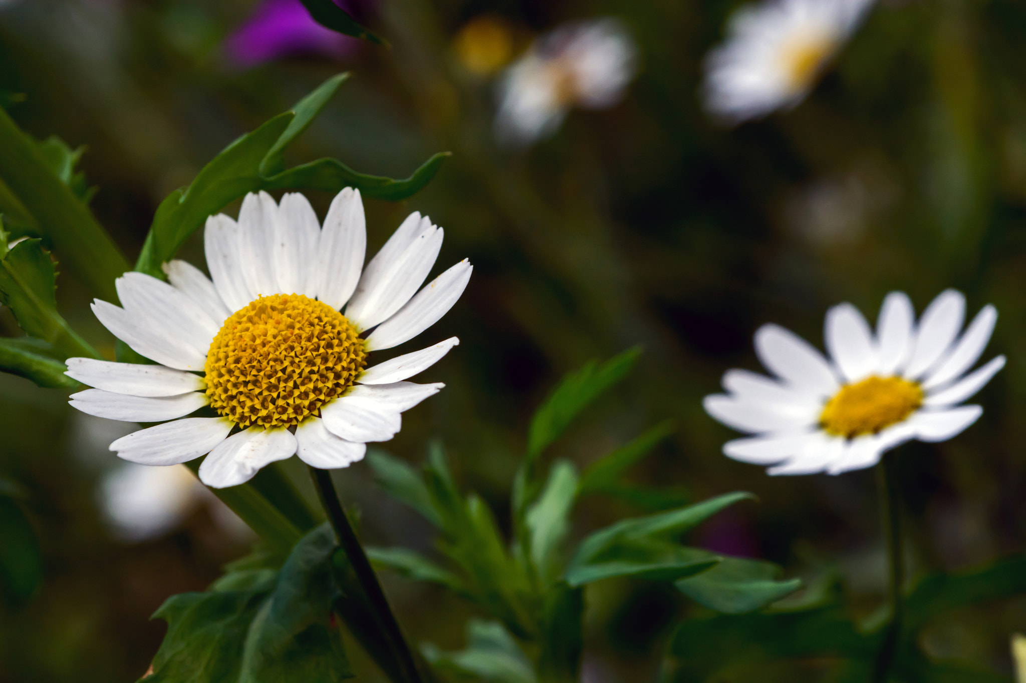 Nikon D7100 + AF Micro-Nikkor 60mm f/2.8 sample photo. An unpleasant odour? corn rather than stinking? photography