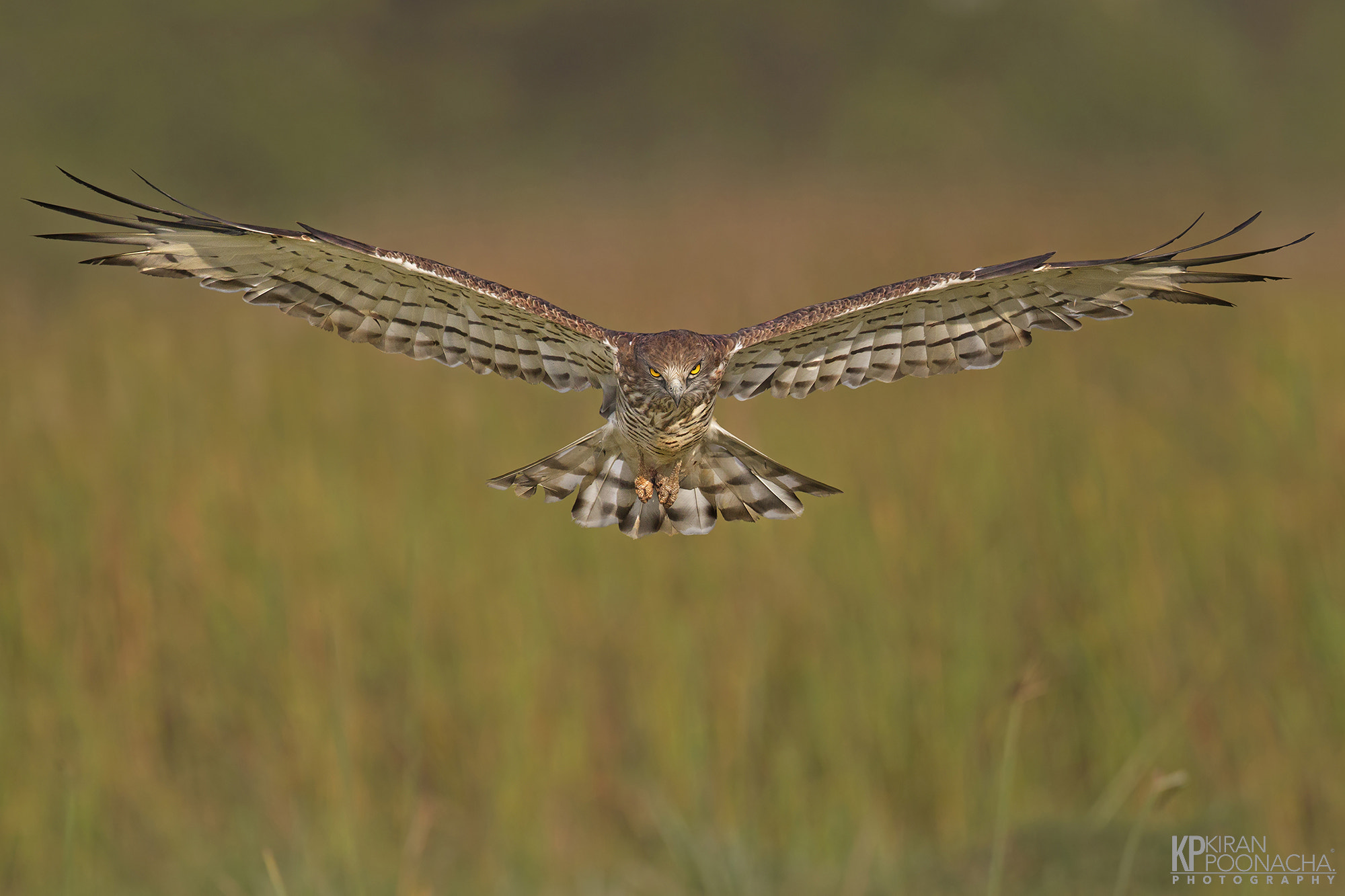 Canon EF 500mm F4L IS USM sample photo. Short toed snake eagle photography