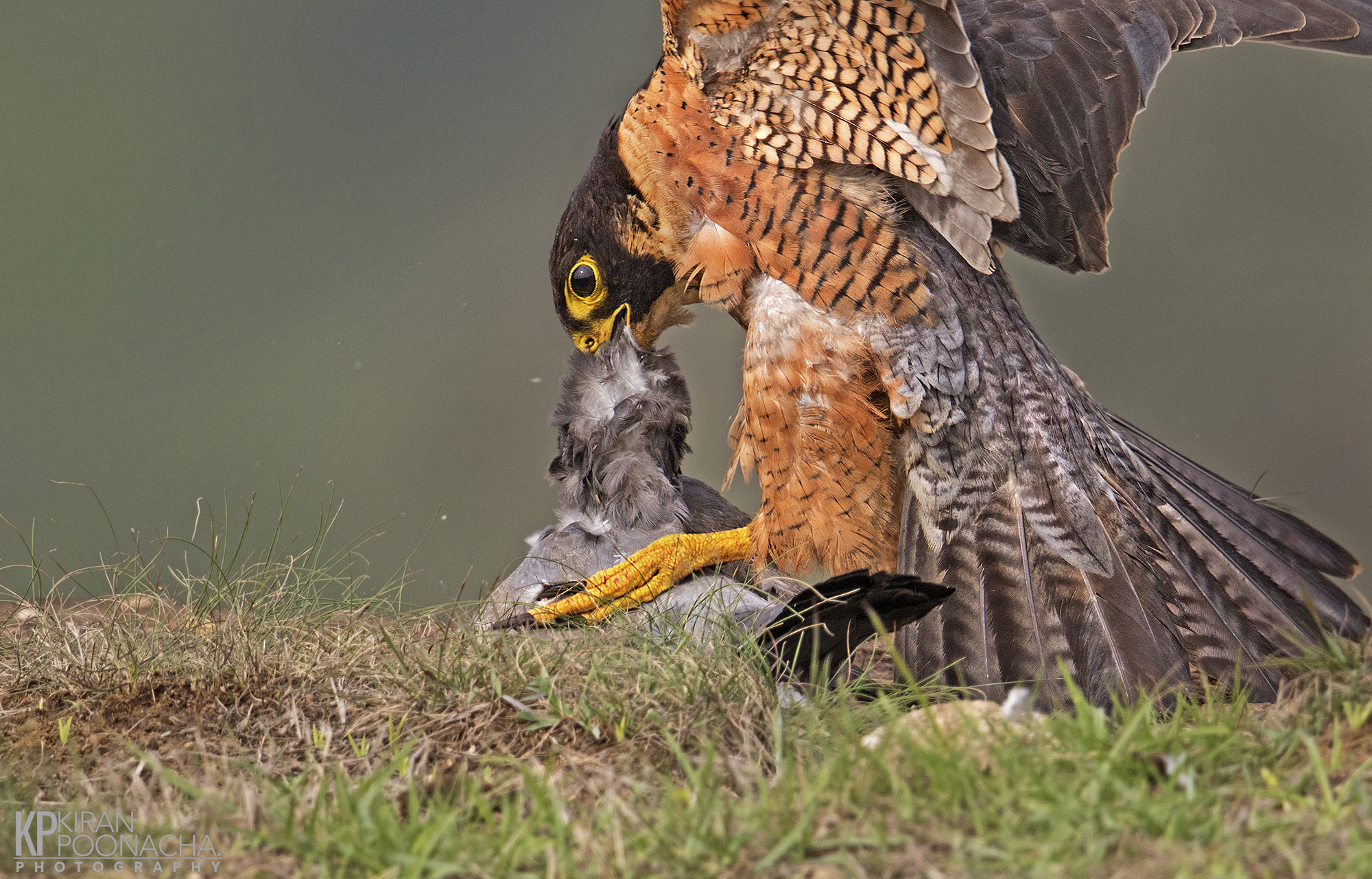 Canon EOS 7D Mark II + Canon EF 600mm F4L IS II USM sample photo. Shaheen falcon kill photography