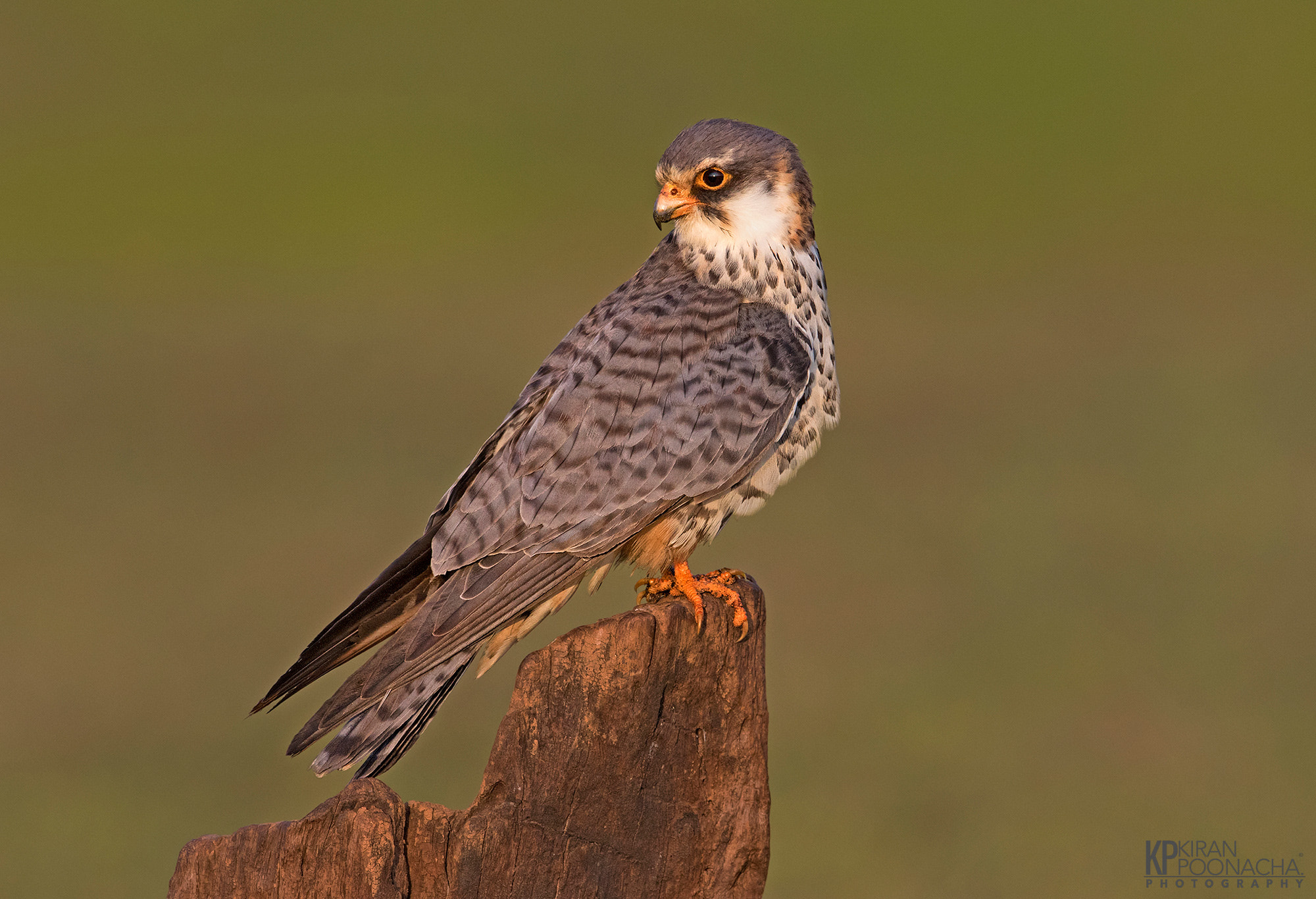 Canon EF 600mm F4L IS II USM sample photo. Amur falcon photography