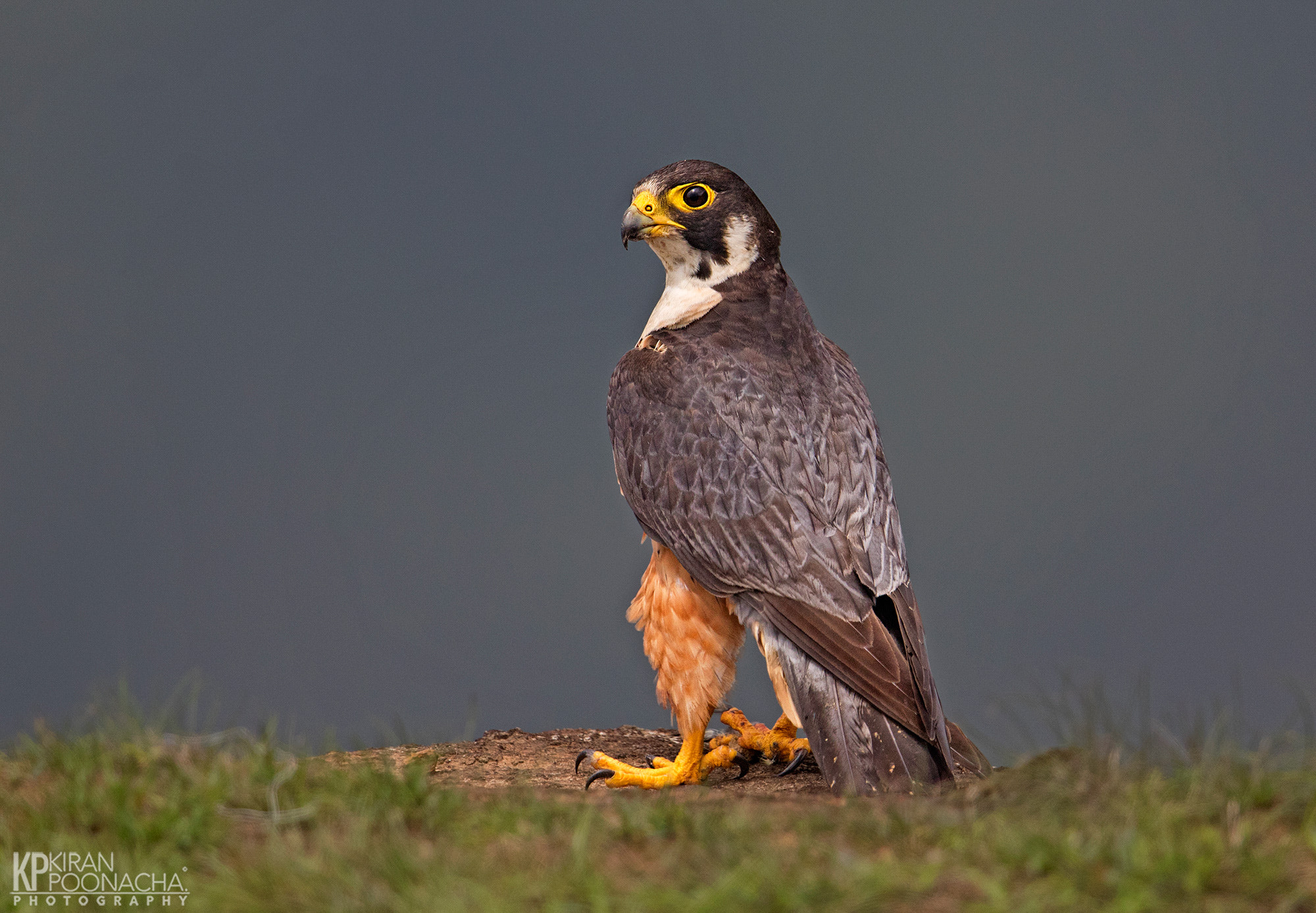 Canon EF 600mm F4L IS II USM sample photo. Bold shaheen falcon photography