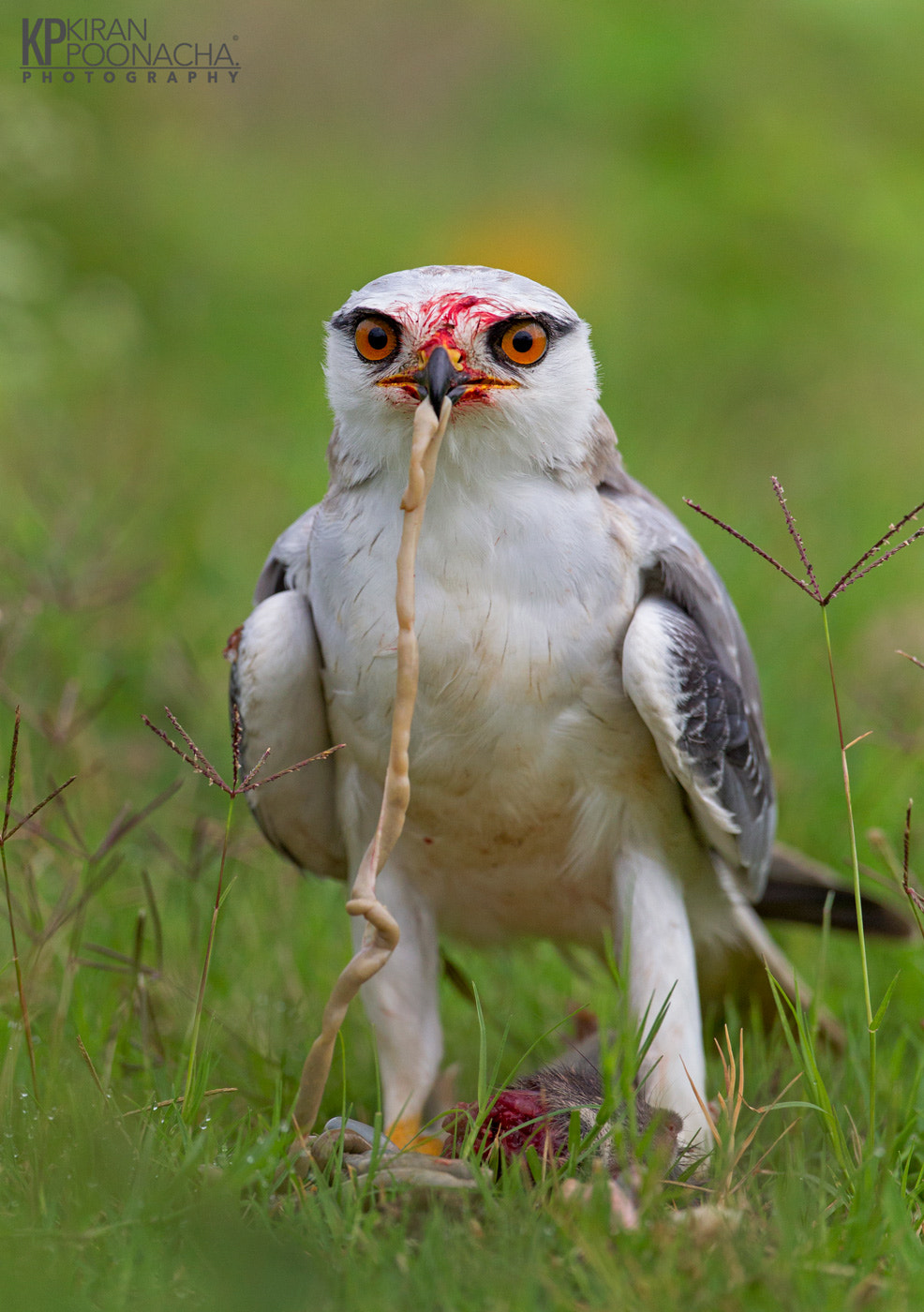 Canon EF 500mm F4L IS USM sample photo. Bwk kill photography