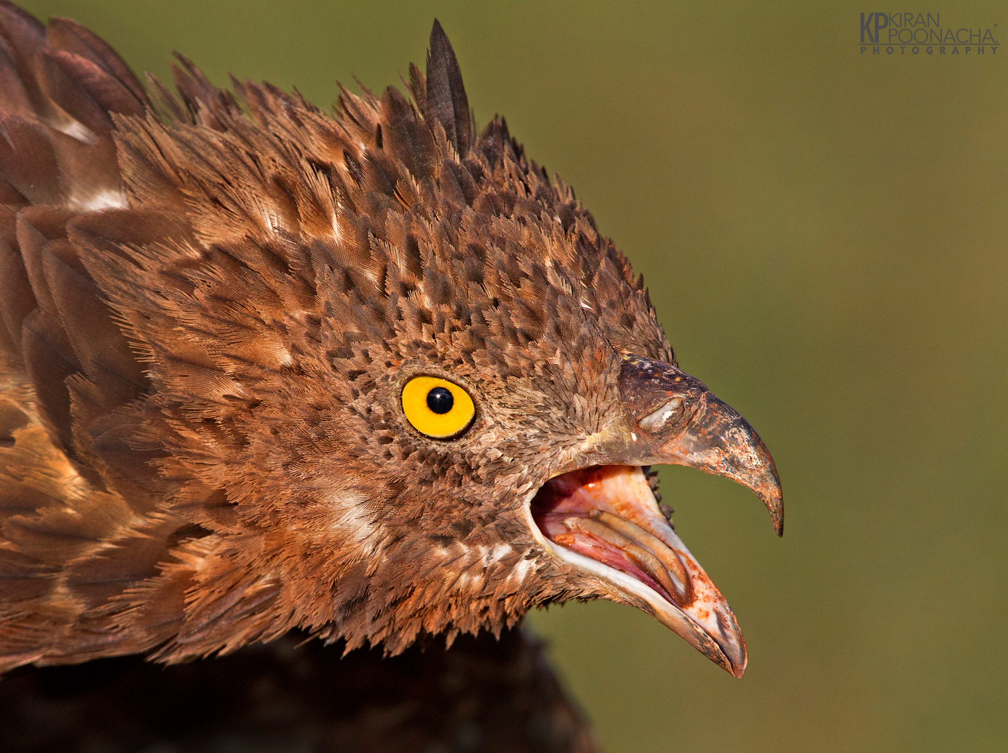 Canon EF 500mm F4L IS USM sample photo. Honey buzzard close up photography