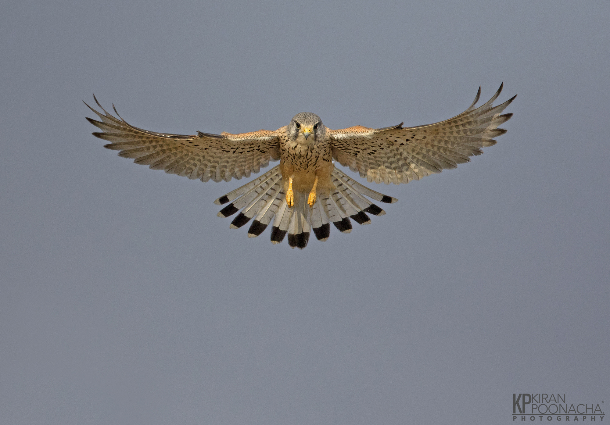 Canon EF 600mm F4L IS II USM sample photo. Kestrel hovering photography