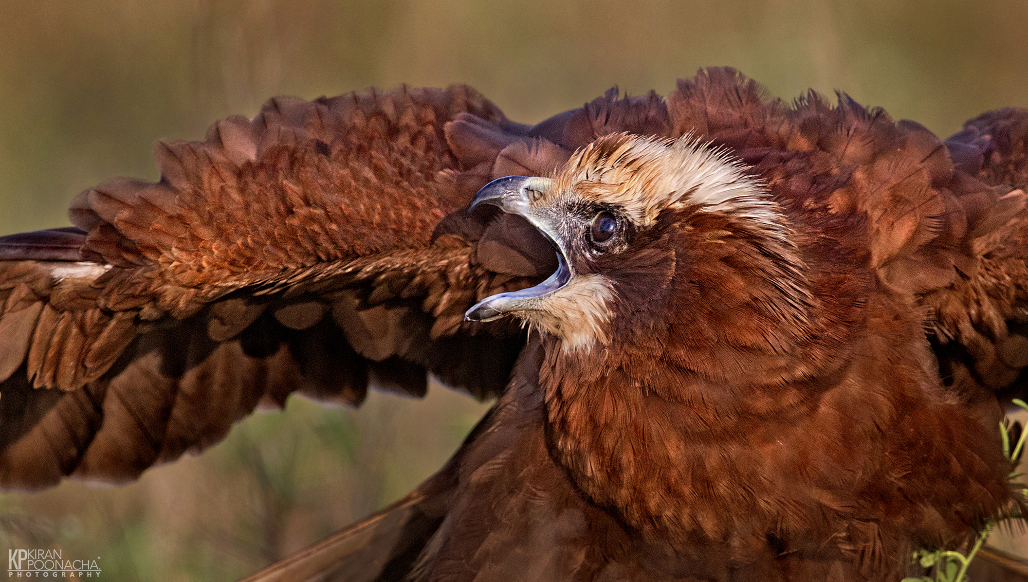 Canon EOS 7D Mark II + Canon EF 600mm F4L IS II USM sample photo. Marsh harrier scare photography