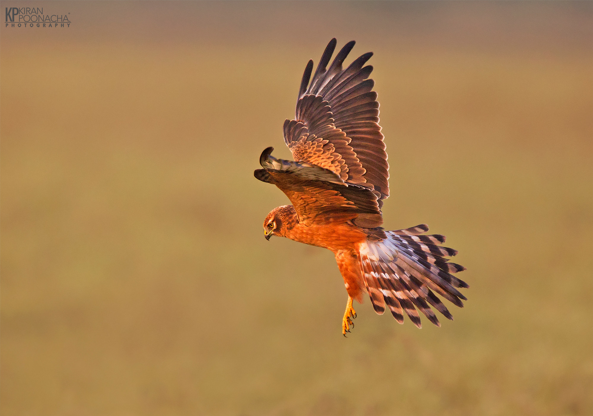 Canon EF 500mm F4L IS USM sample photo. Montagus harrier photography