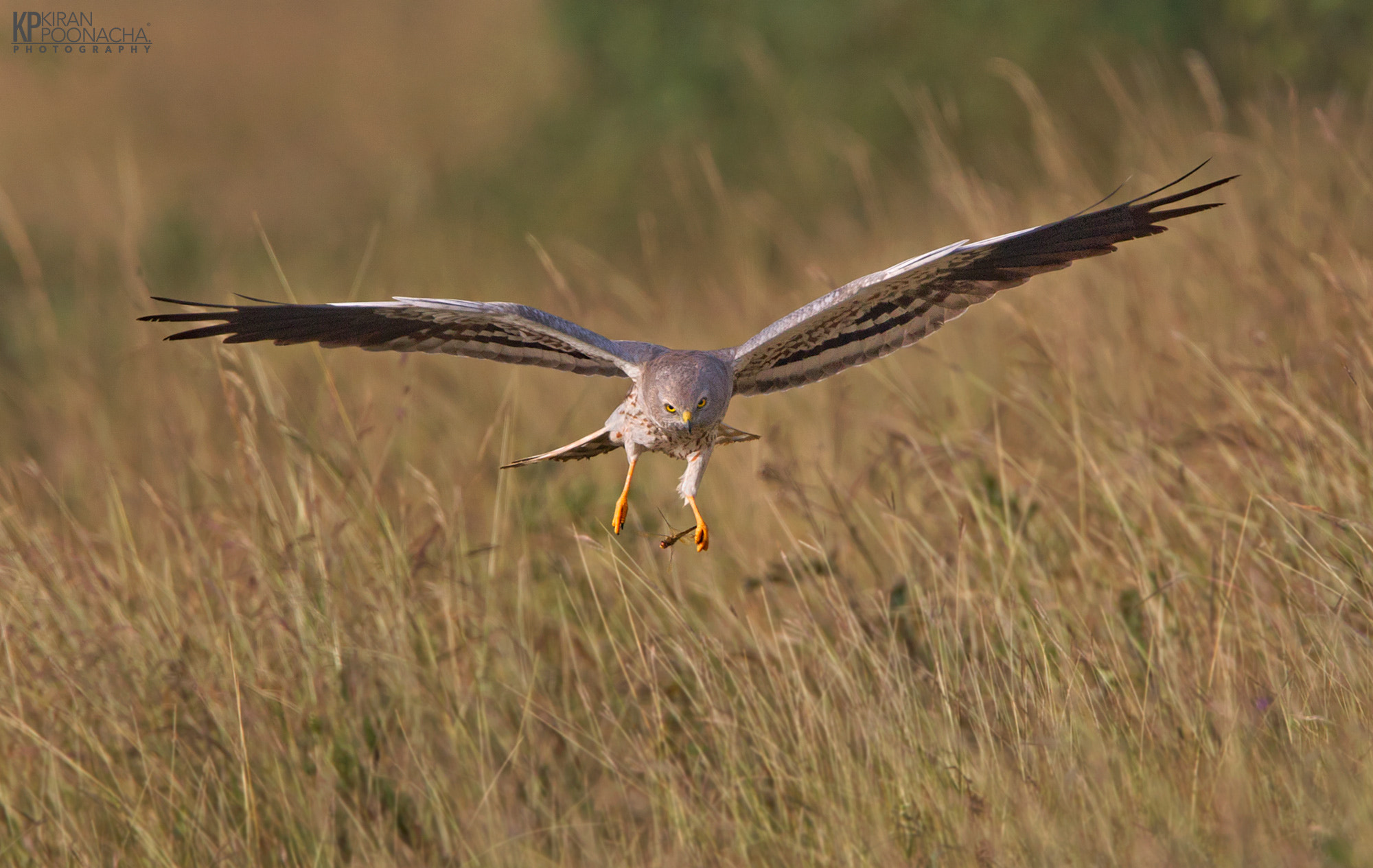 Canon EF 500mm F4L IS USM sample photo. Montagus harrier hunting photography
