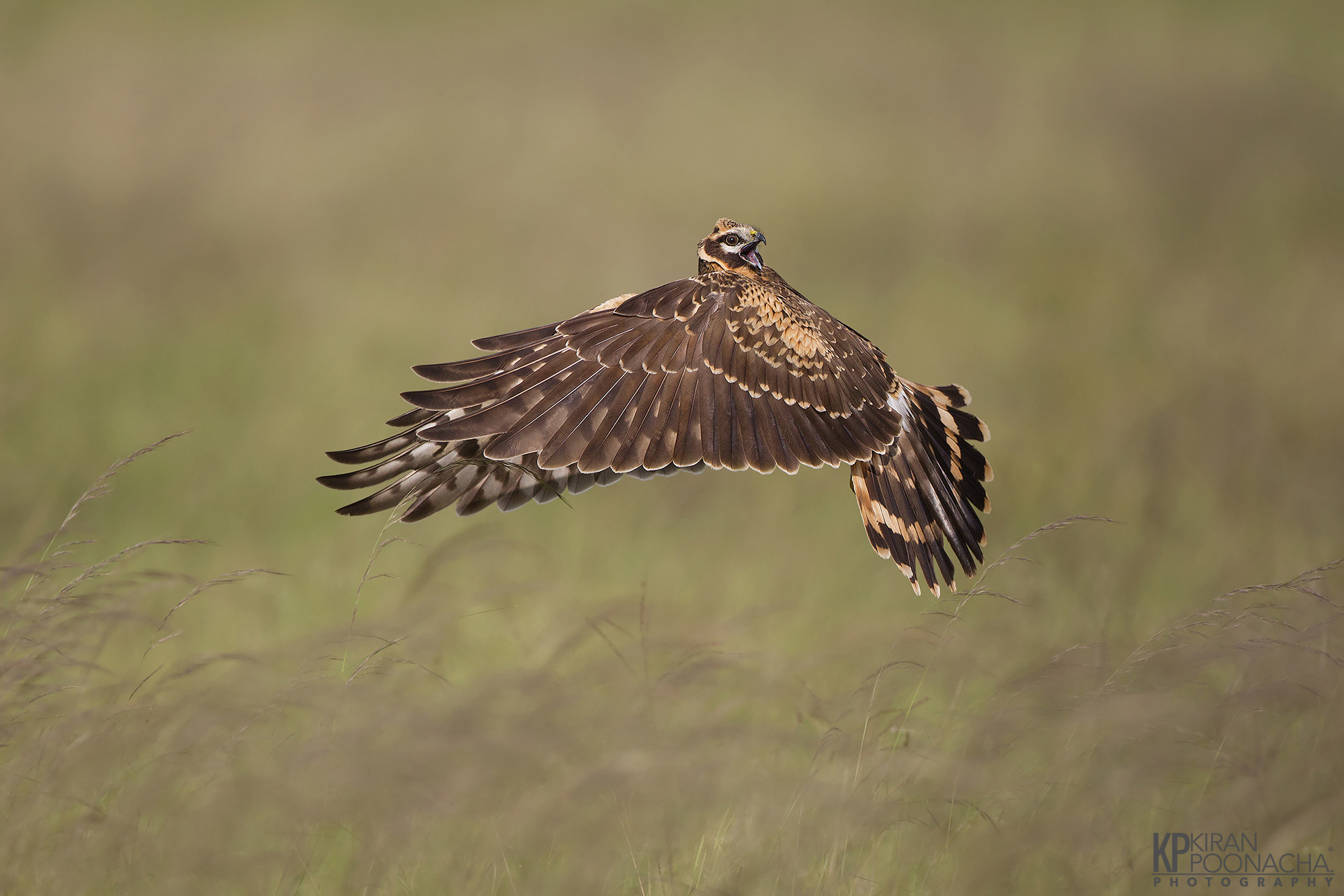 Canon EF 500mm F4L IS USM sample photo. Pallid harrier photography