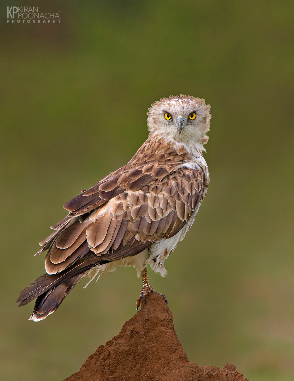 Canon EF 500mm F4L IS USM sample photo. Snake eagle pose photography