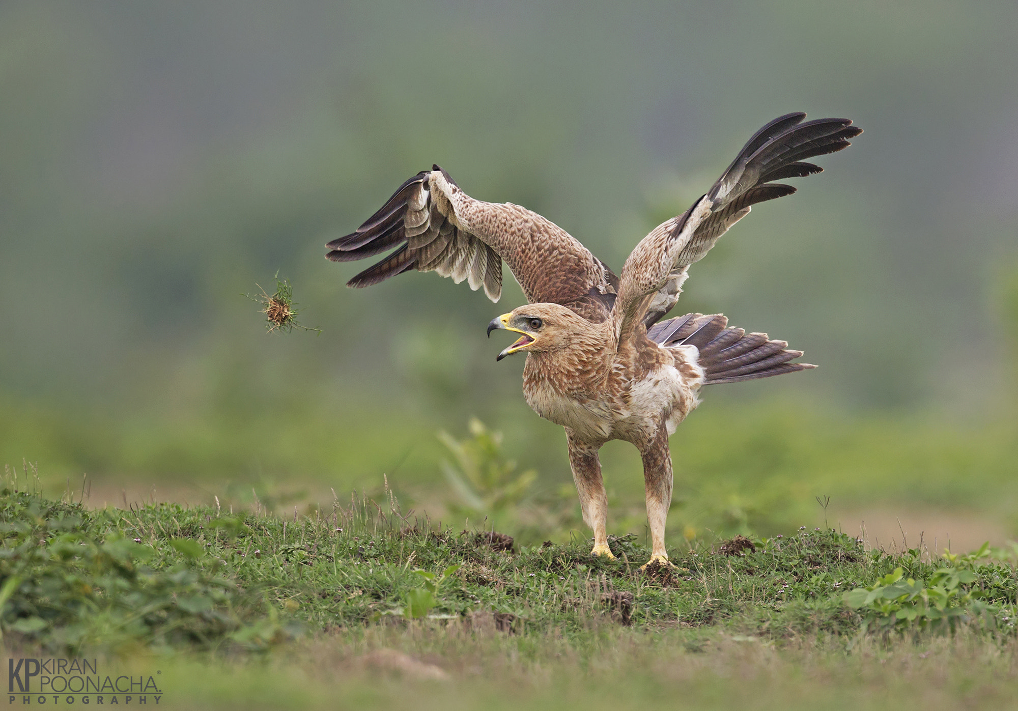 Canon EF 500mm F4L IS USM sample photo. Tawny eagle play photography