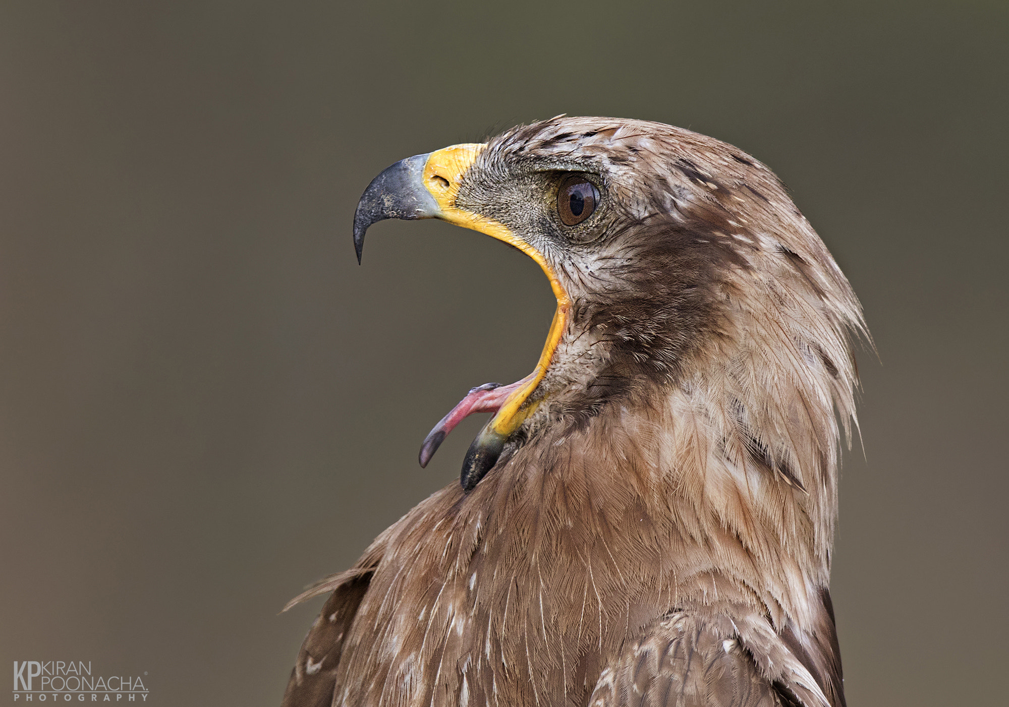 Canon EF 600mm F4L IS II USM sample photo. Tawny eagle scream photography