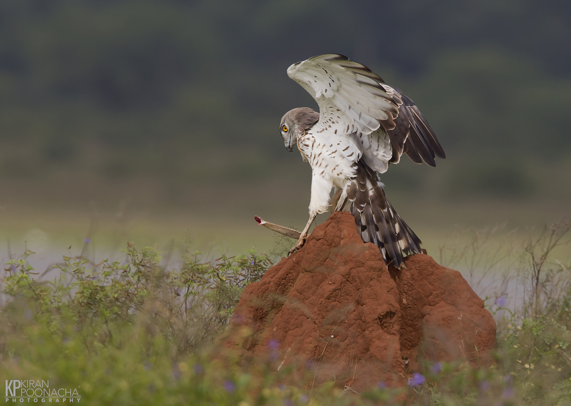 Canon EF 500mm F4L IS USM sample photo. The big hunt photography