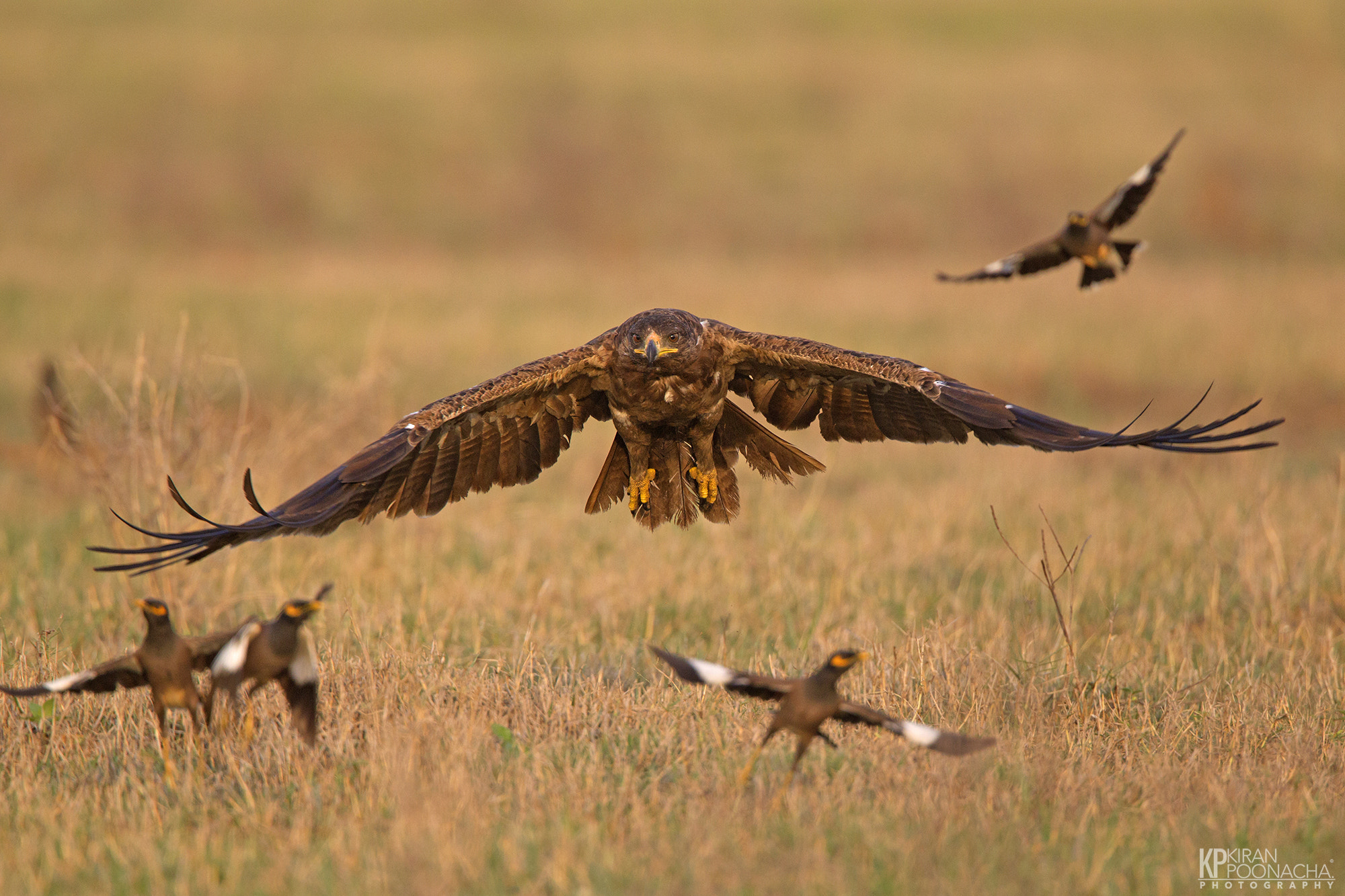 Canon EF 500mm F4L IS USM sample photo. The chase game photography