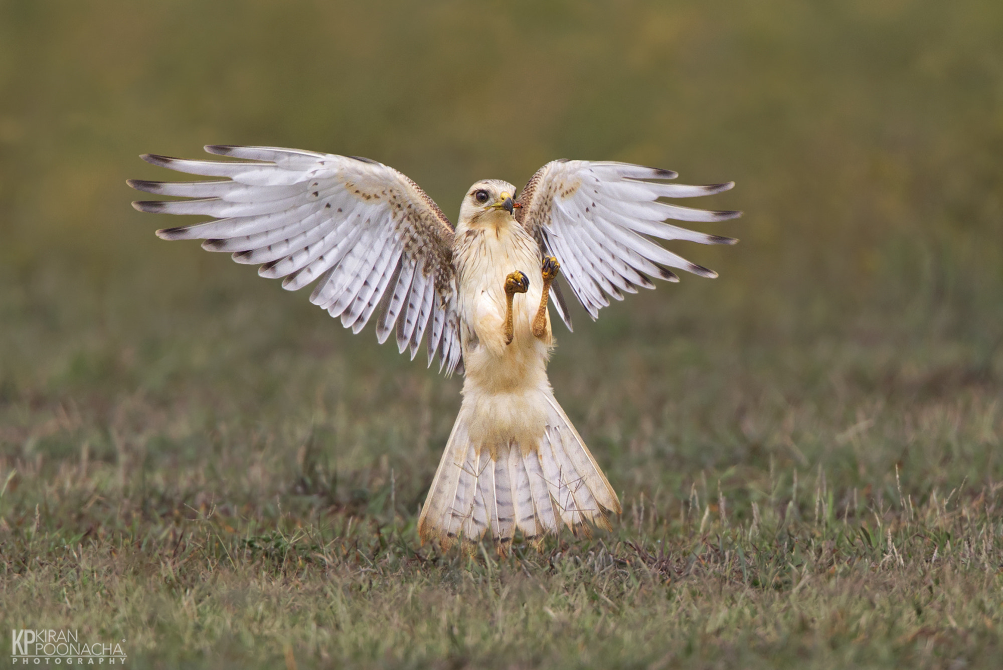 Canon EF 500mm F4L IS USM sample photo. Young buzzard hunt photography