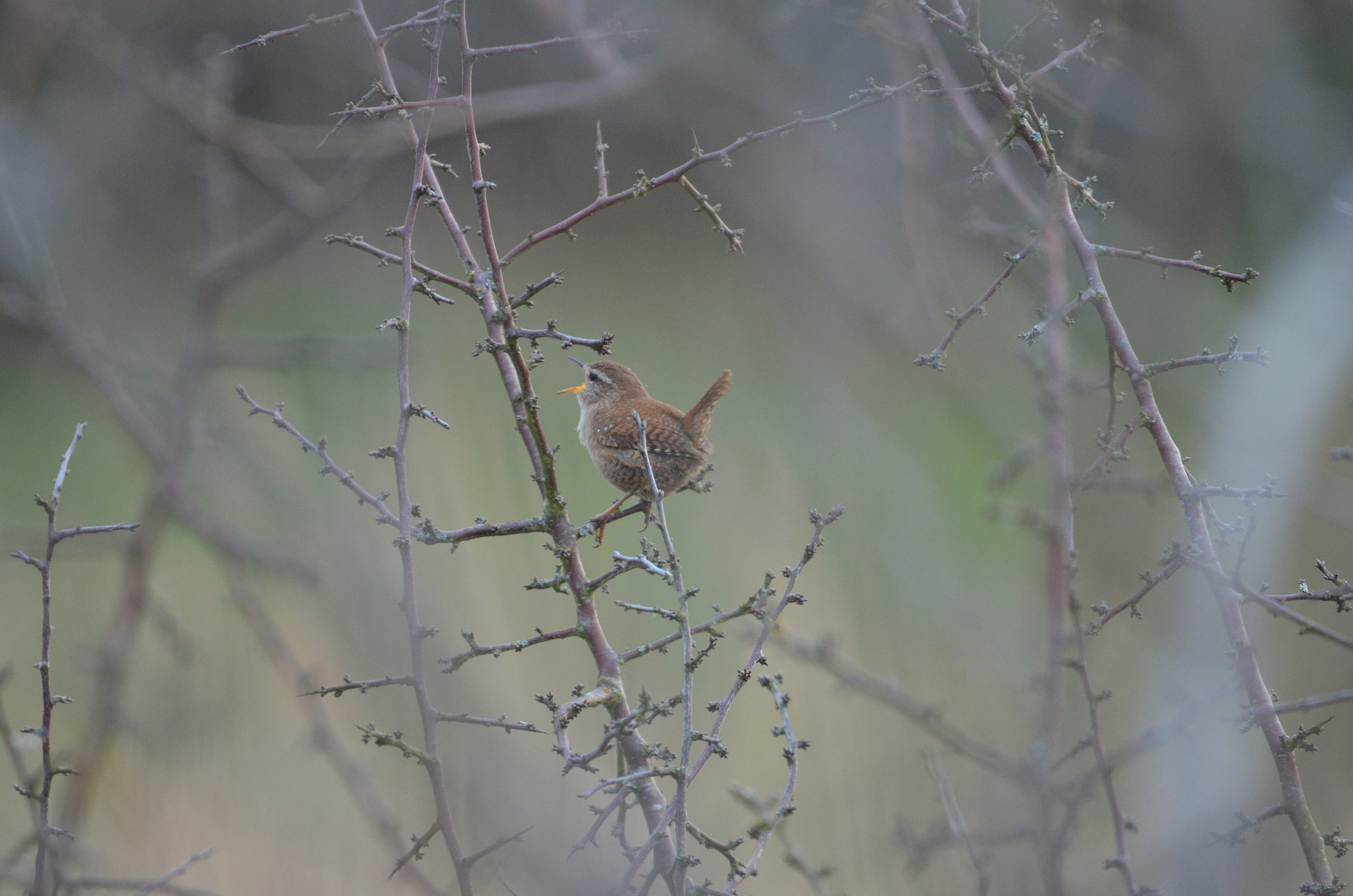 Sigma 150-500mm F5-6.3 DG OS HSM sample photo. Morning song photography