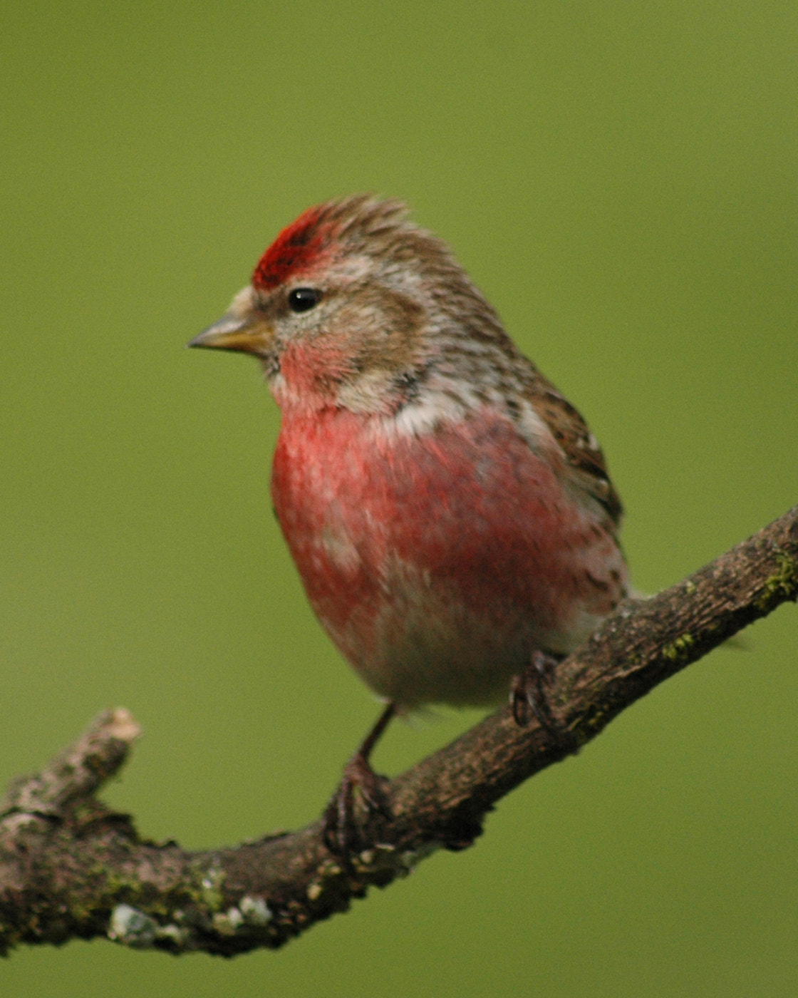 Nikon D70 sample photo. Redpoll () photography