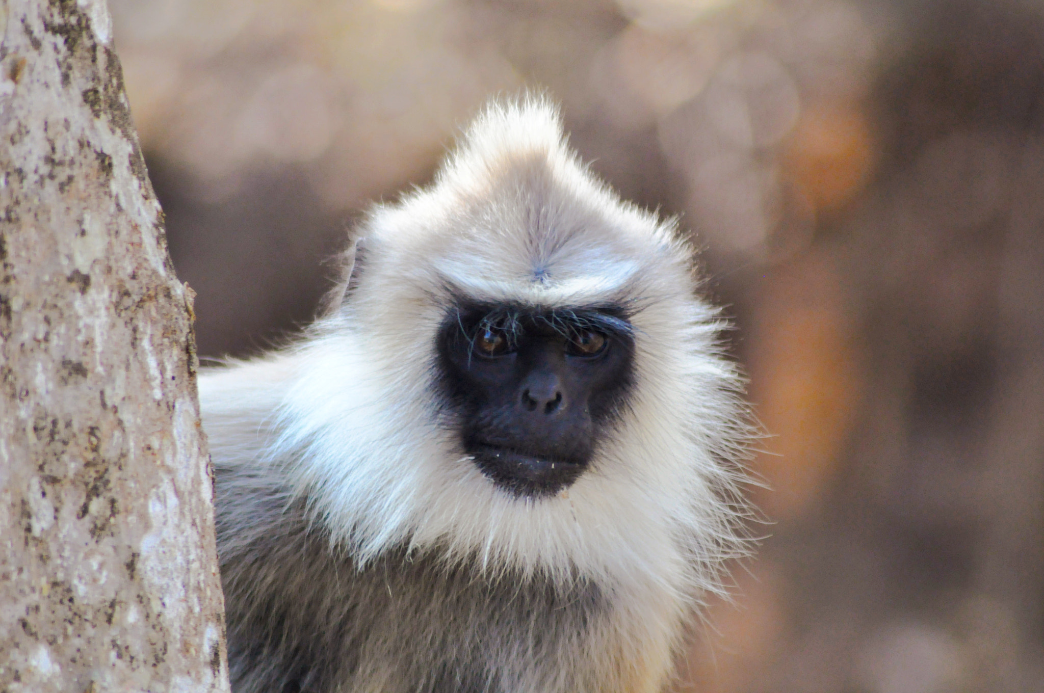 Nikon D5000 sample photo. Langur monkeys photography