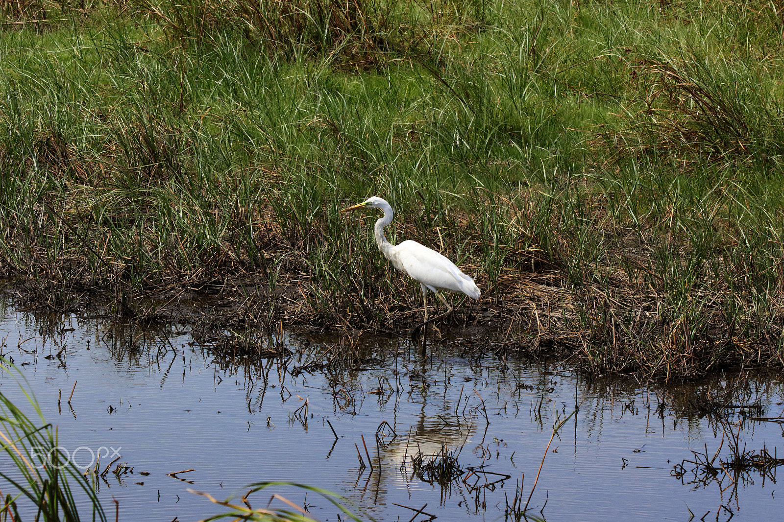 Canon EF 70-200mm F2.8L USM sample photo. Snow white in the swamp** photography