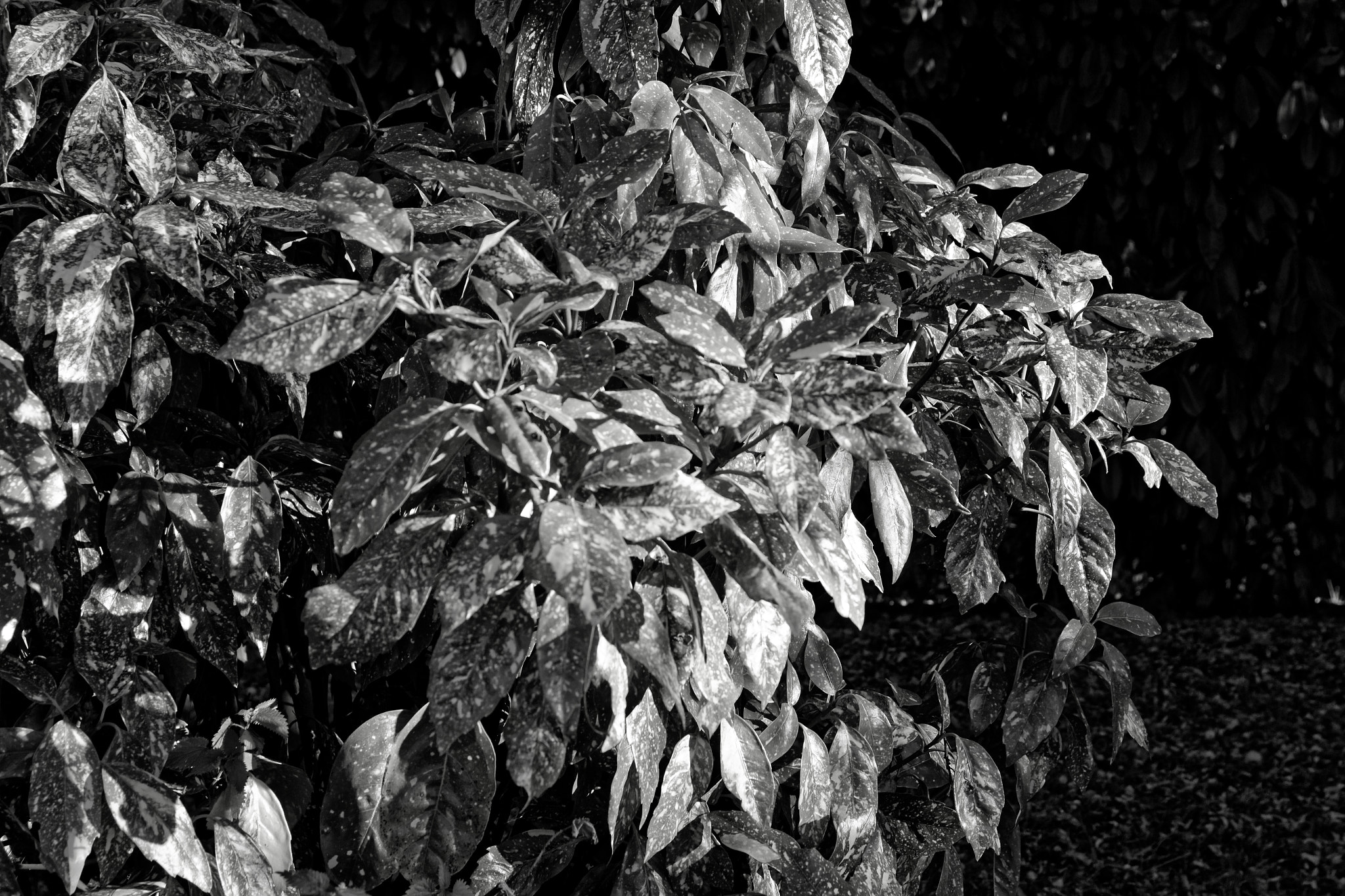 Sigma 17-70mm F2.8-4 DC Macro OS HSM sample photo. Lauriers photography