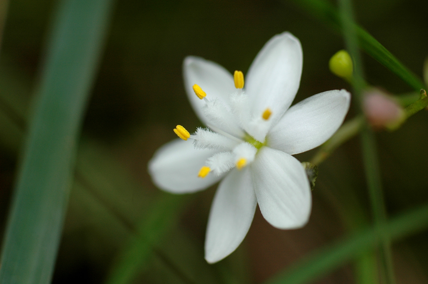 Nikon D70s + Sigma Macro 90mm F2.8 sample photo. A photography