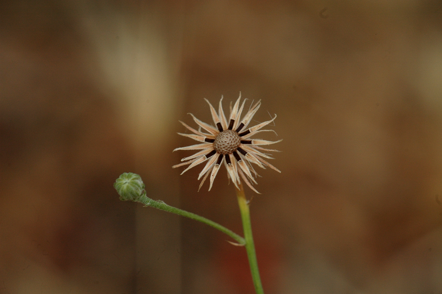 Nikon D70s + Sigma Macro 90mm F2.8 sample photo. A photography