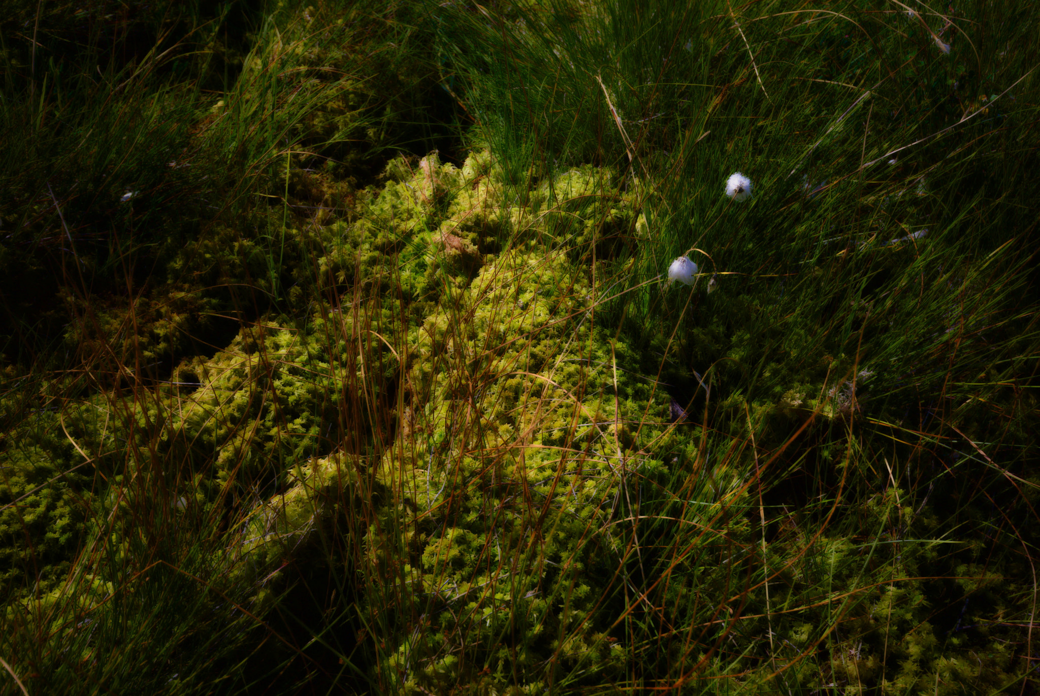 Sigma 10-20mm F4-5.6 EX DC HSM sample photo. Moss photography