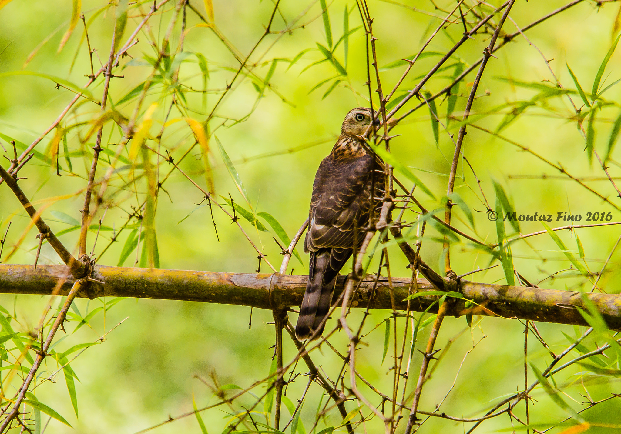 Sigma 150-500mm F5-6.3 DG OS HSM sample photo. Shikra photography