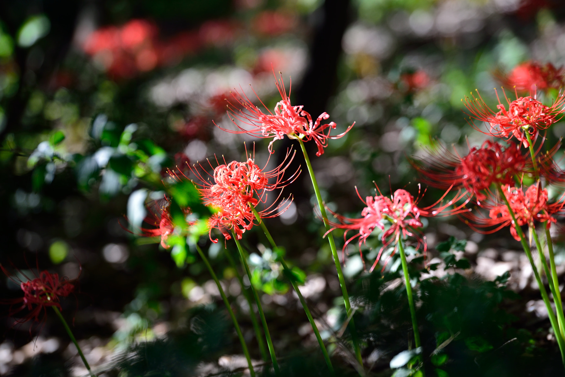 Tamron SP 70-200mm F2.8 Di VC USD sample photo