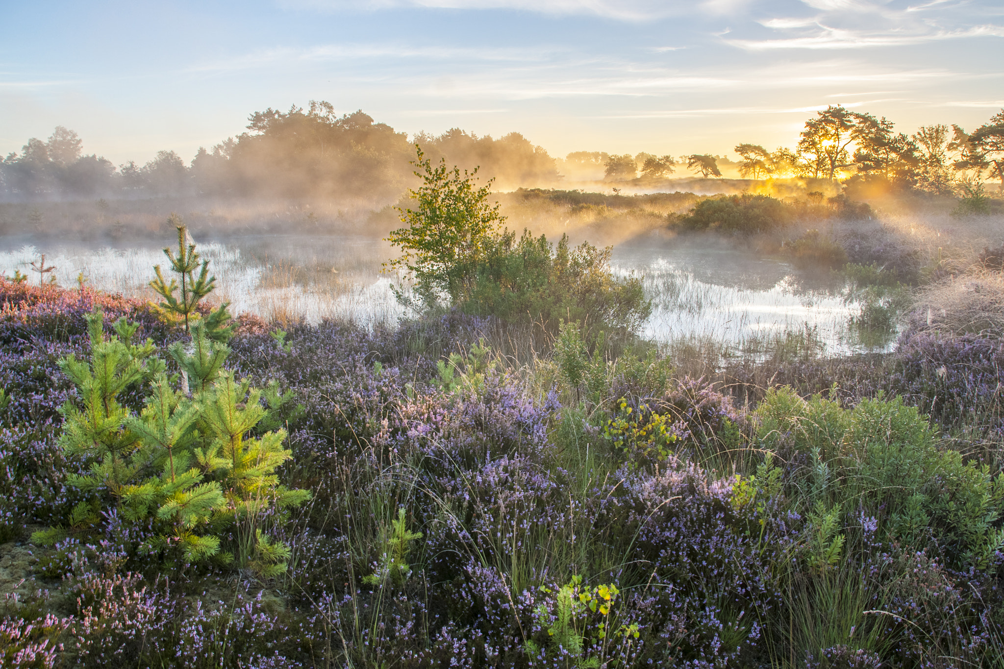 Sony Alpha DSLR-A700 + Sony DT 16-50mm F2.8 SSM sample photo. Malpie heather in the morning photography