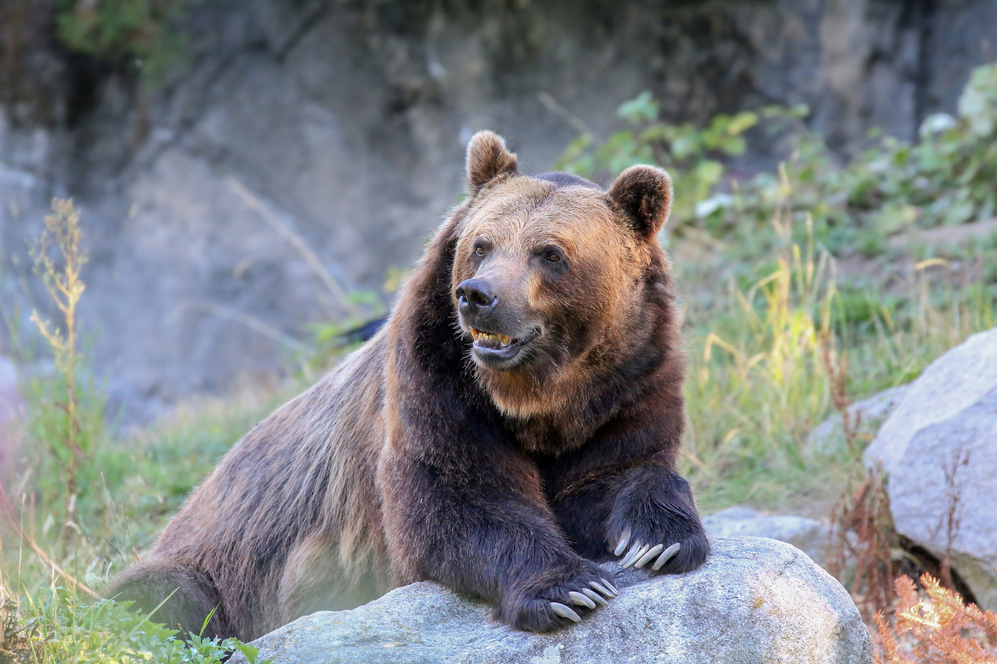 Canon EF 70-200mm F2.8L IS II USM sample photo. Grizzly photography