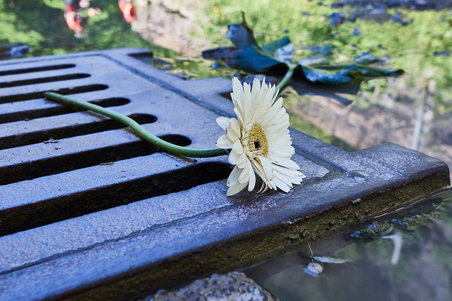 Olympus OM-D E-M5 sample photo. Flower in the dirt photography