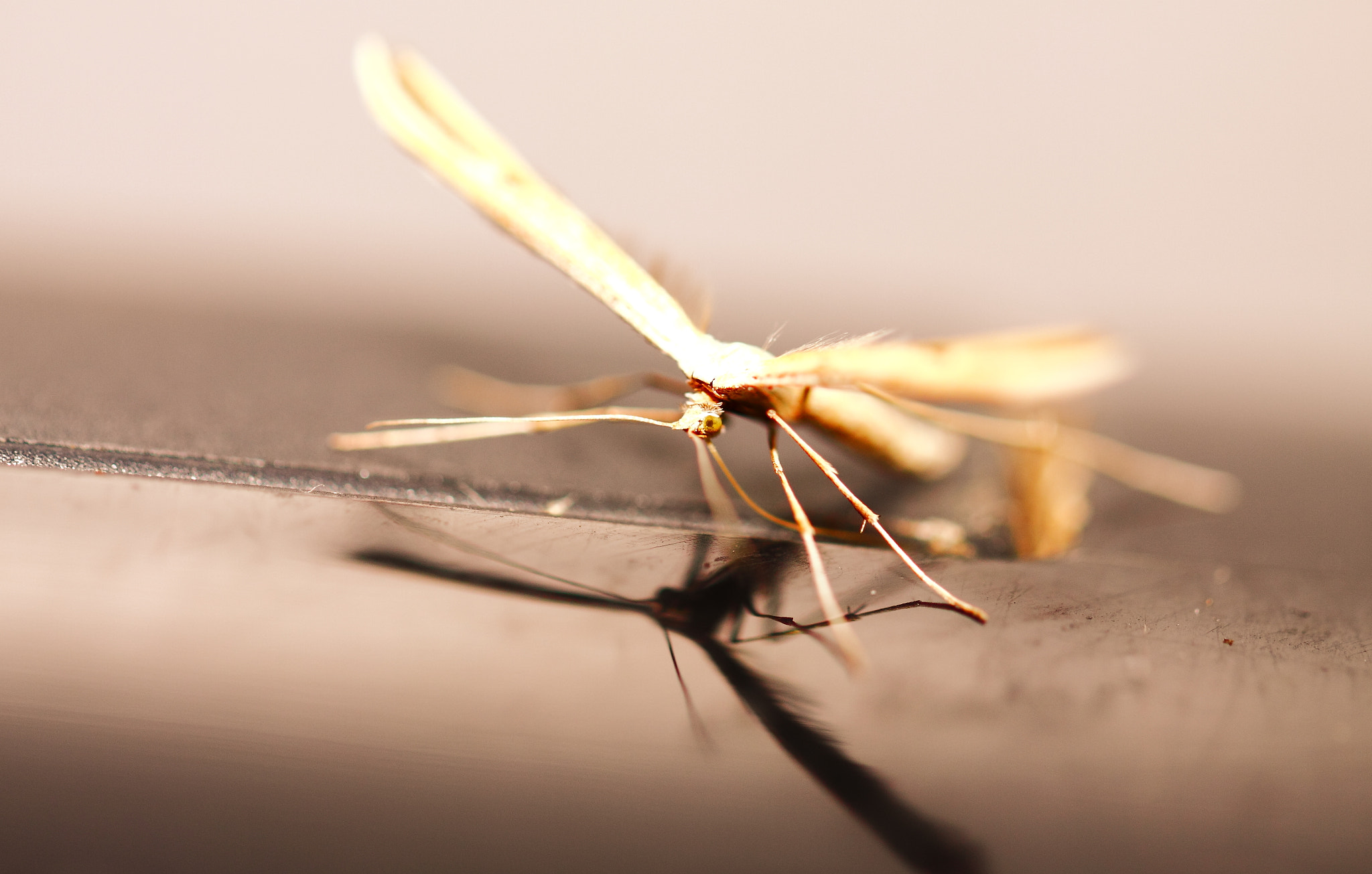 Canon EF 100mm F2.8L Macro IS USM sample photo. Papillon photography
