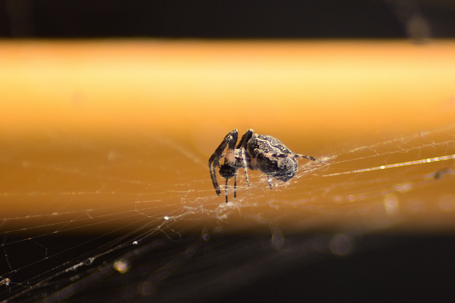 Nikon AF Nikkor 70-300mm F4-5.6G sample photo. Spider photography