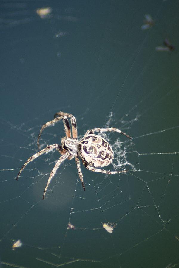 Nikon AF Nikkor 70-300mm F4-5.6G sample photo. Spider photography
