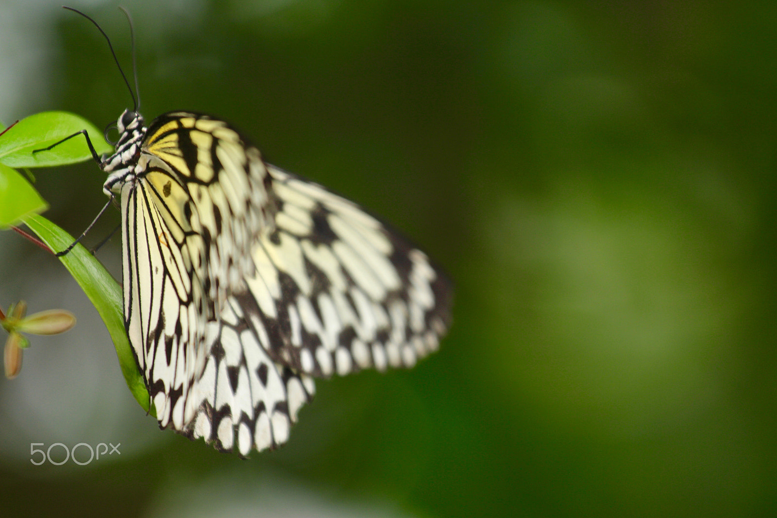 Canon EOS 650D (EOS Rebel T4i / EOS Kiss X6i) + Canon EF 70-200mm F4L USM sample photo. Butterfly photography