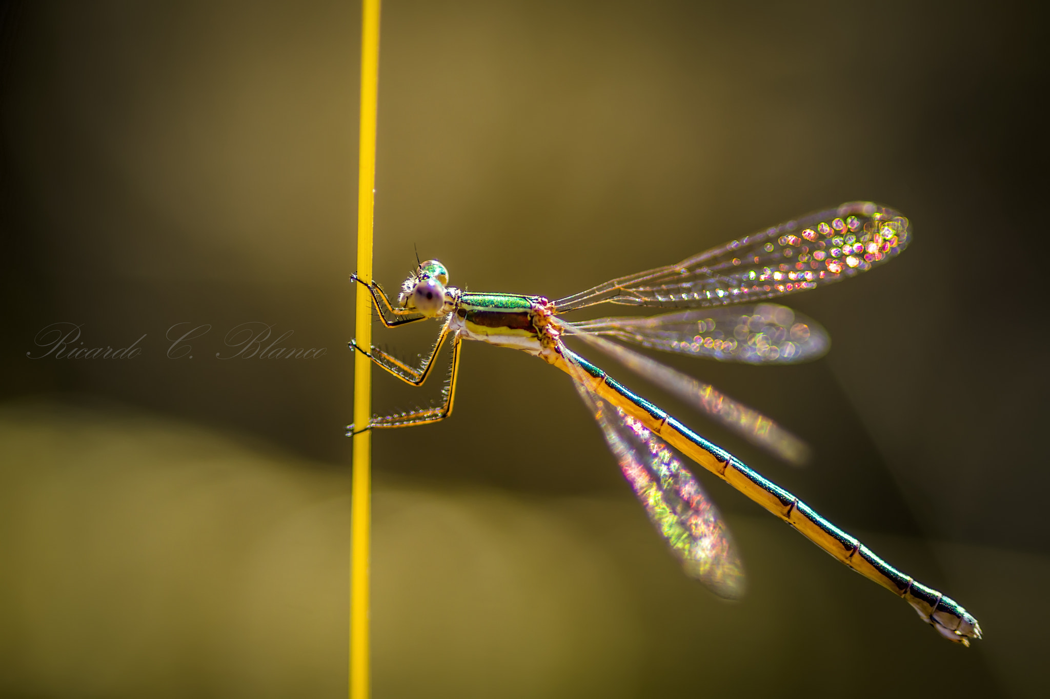 1.4x Teleconverter sample photo. Mis macros photography
