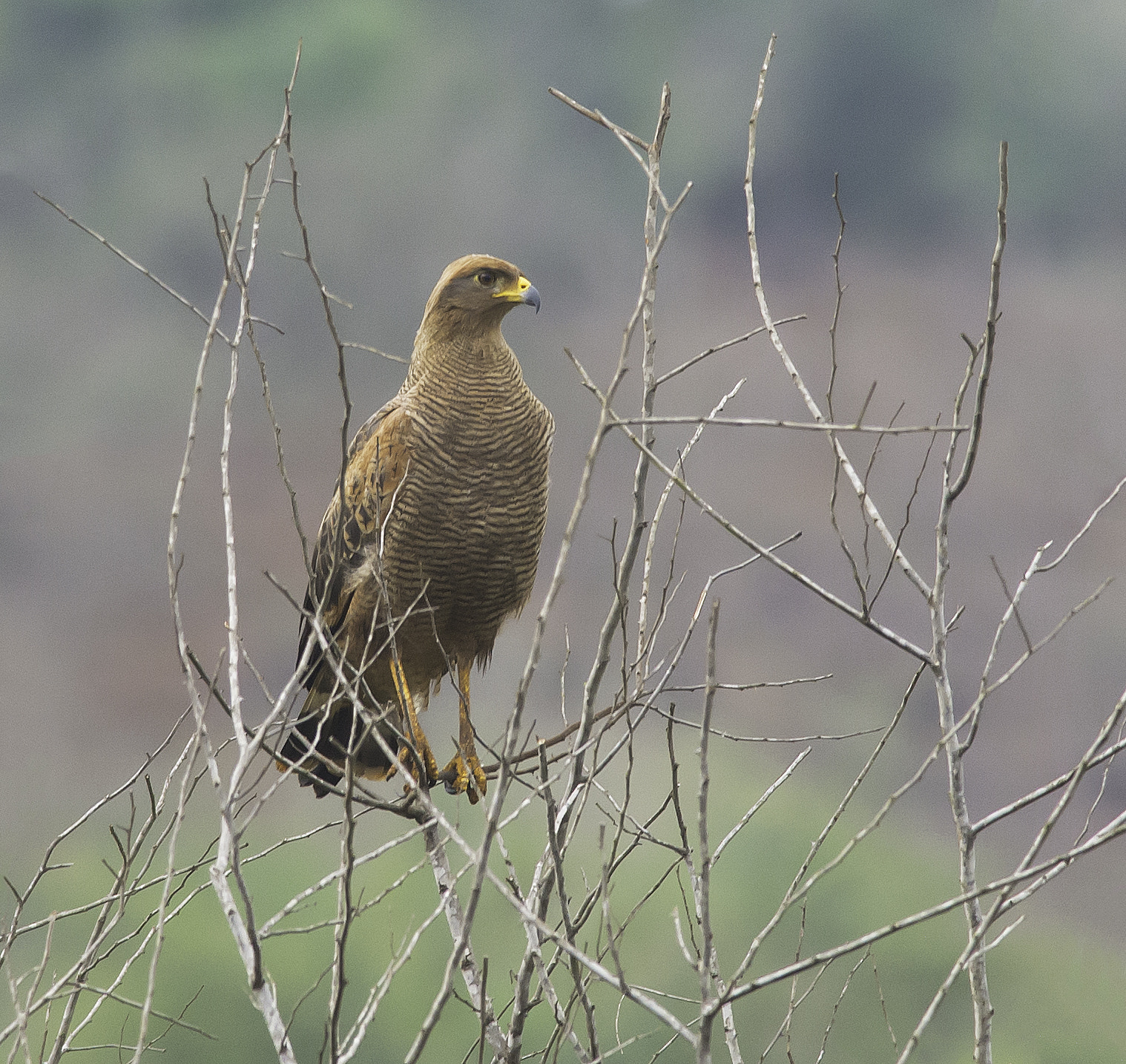 Nikon D600 + Nikon AF-S Nikkor 300mm F4D ED-IF sample photo. Caboclo photography