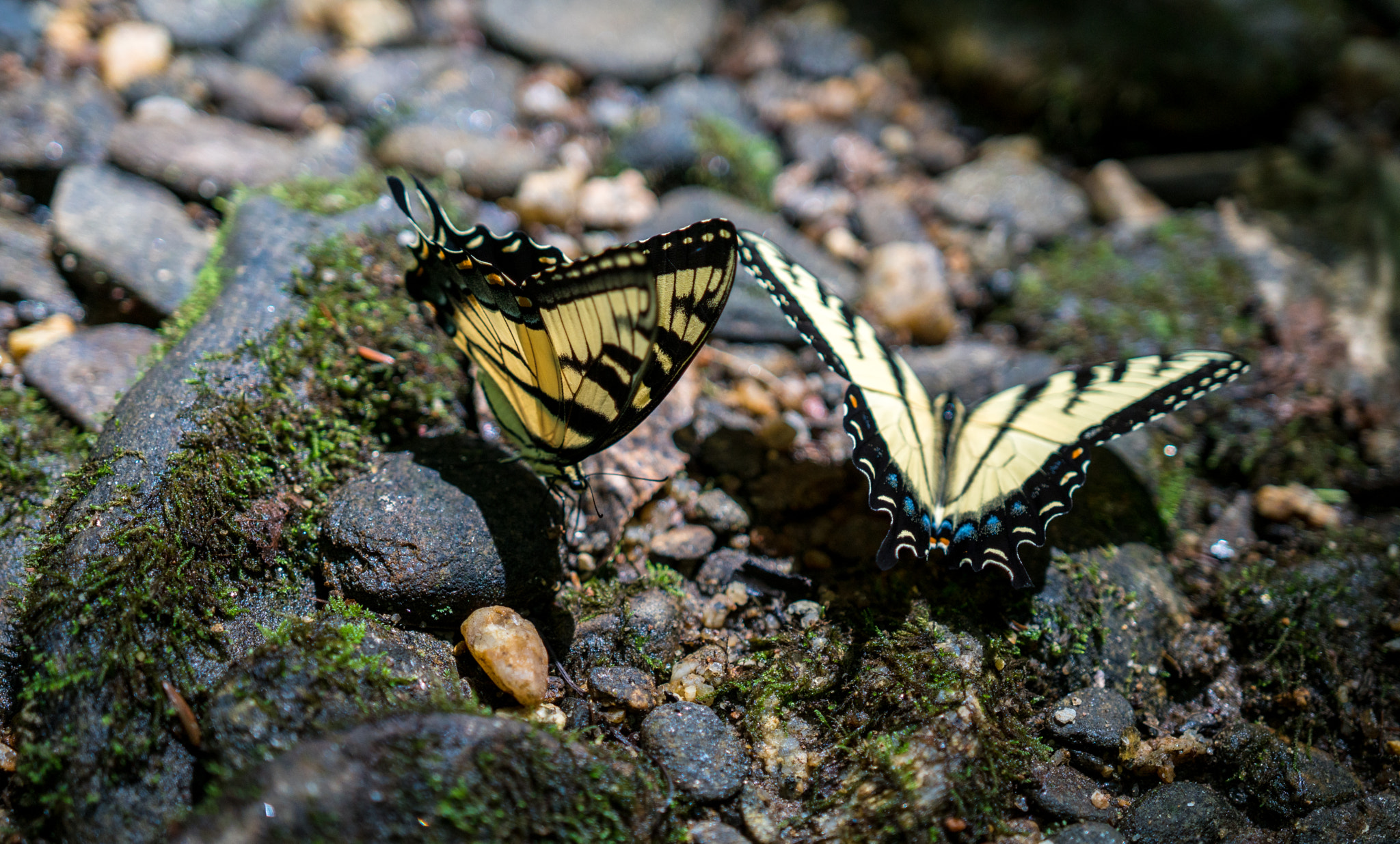Sony a6300 + 18-35mm F1.8 DC HSM | Art 013 sample photo. Summer beauties photography