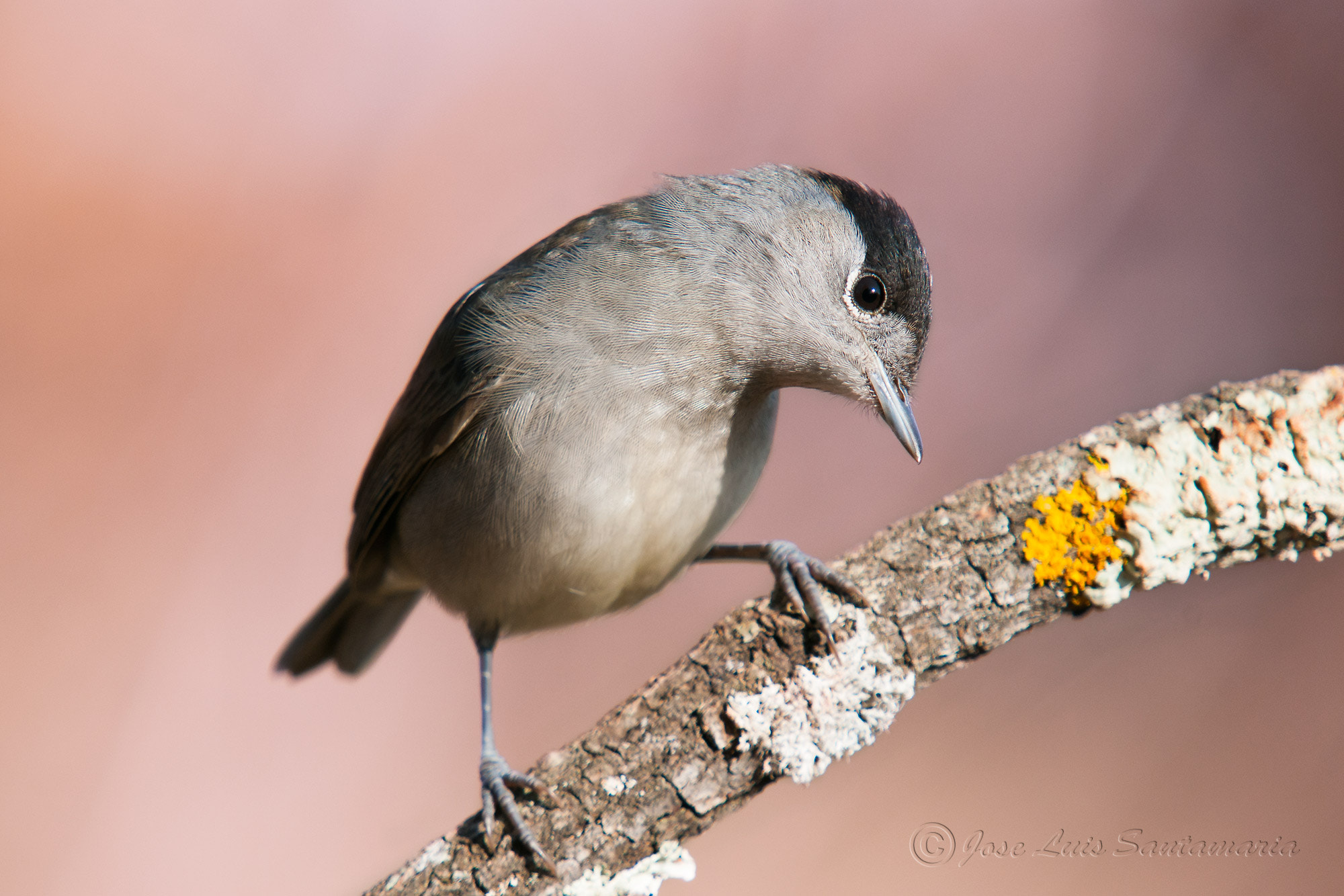 Nikon D300S + Sigma 50-500mm F4-6.3 EX APO RF HSM sample photo. ¡ te veo... ! photography