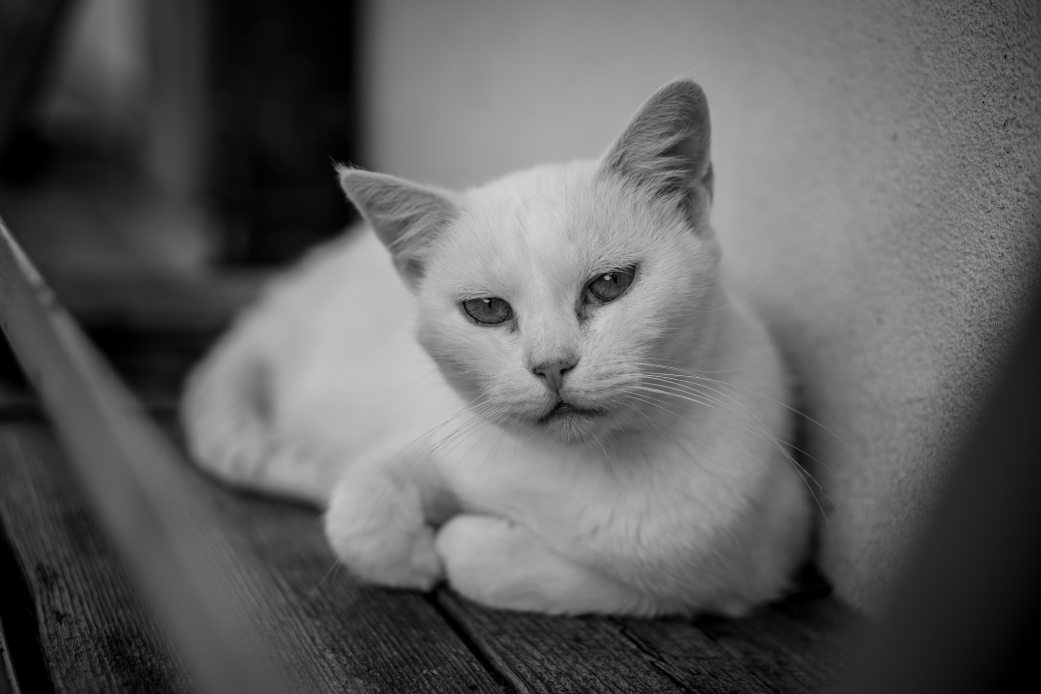 Sony a5100 + E 50mm F1.8 OSS sample photo. Anything to add? photography