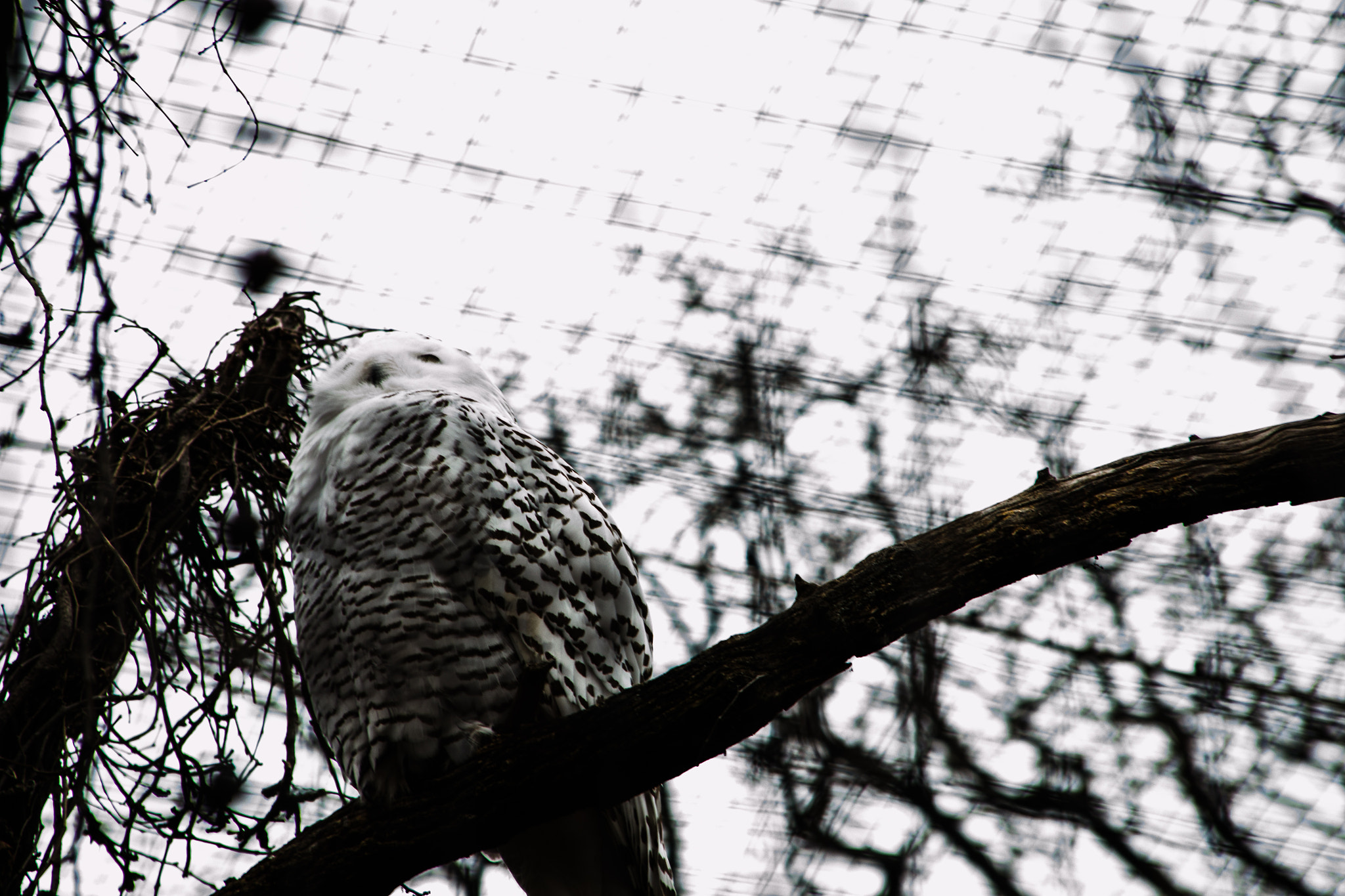 Nikon D3100 + Sigma 18-200mm F3.5-6.3 DC sample photo. I found hedwig photography