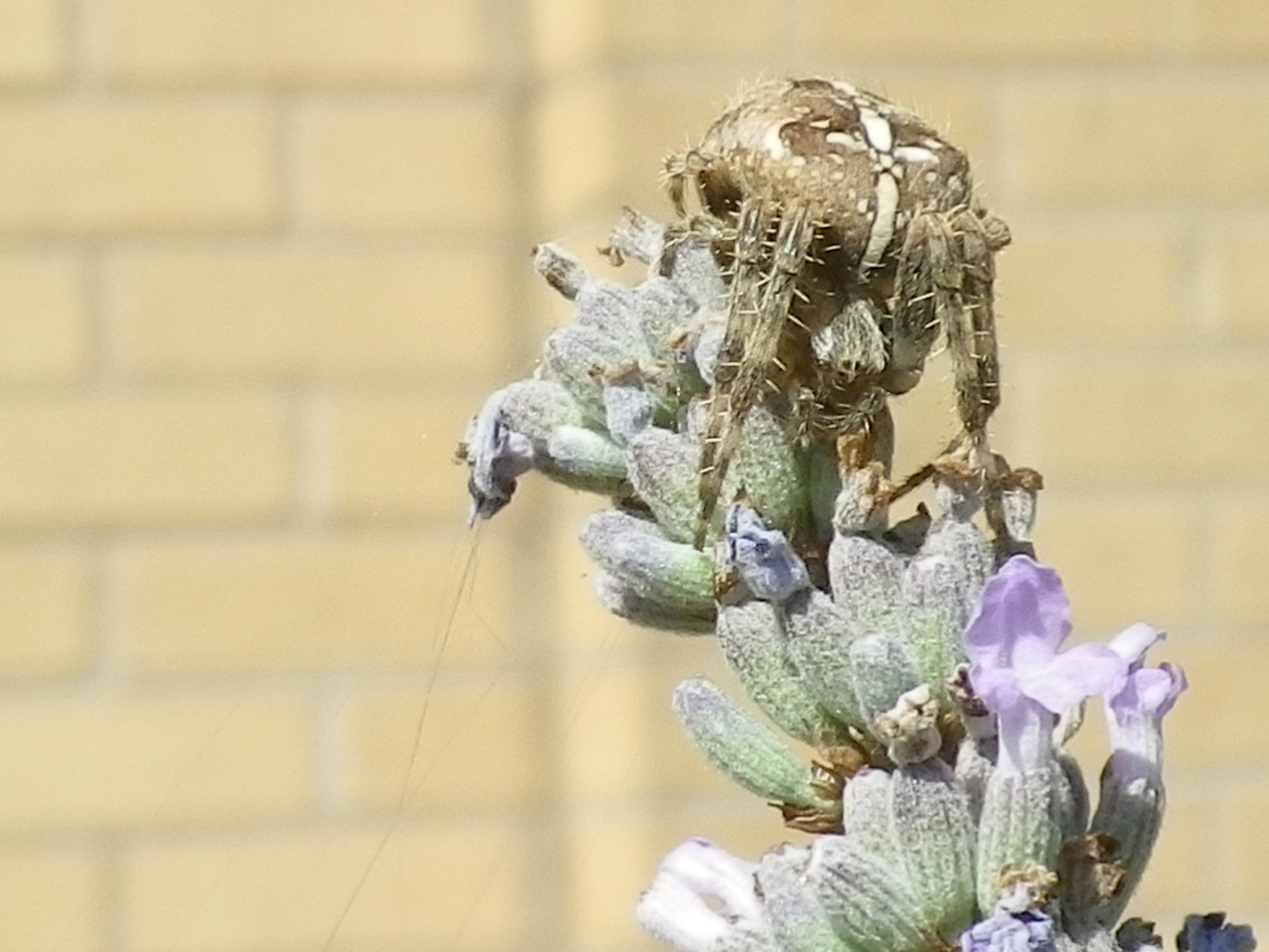 Pentax Optio I-10 sample photo. There came a big spider ...... photography