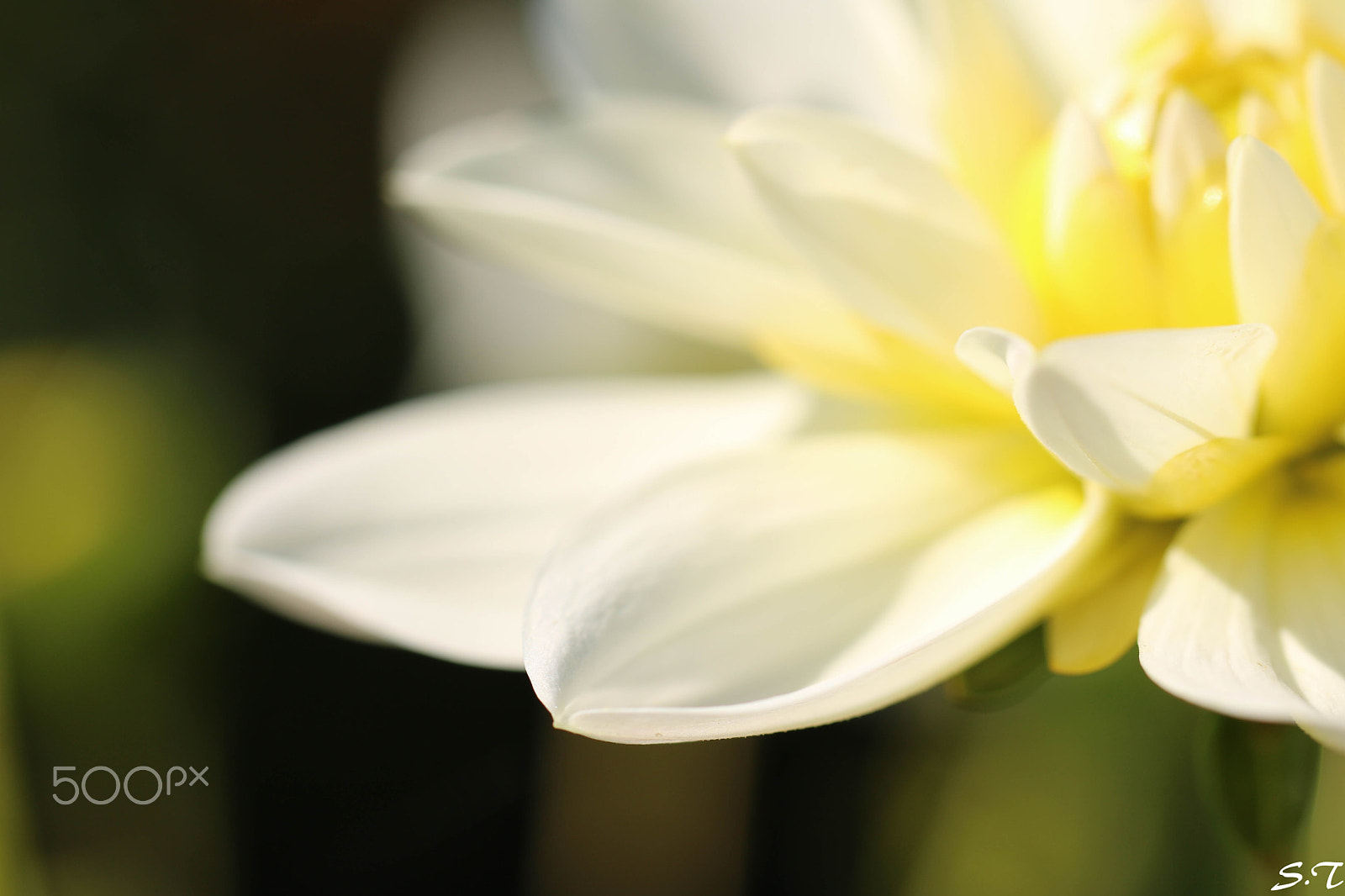 Tamron SP AF 60mm F2 Di II LD IF Macro sample photo. Light in the corner behind photography