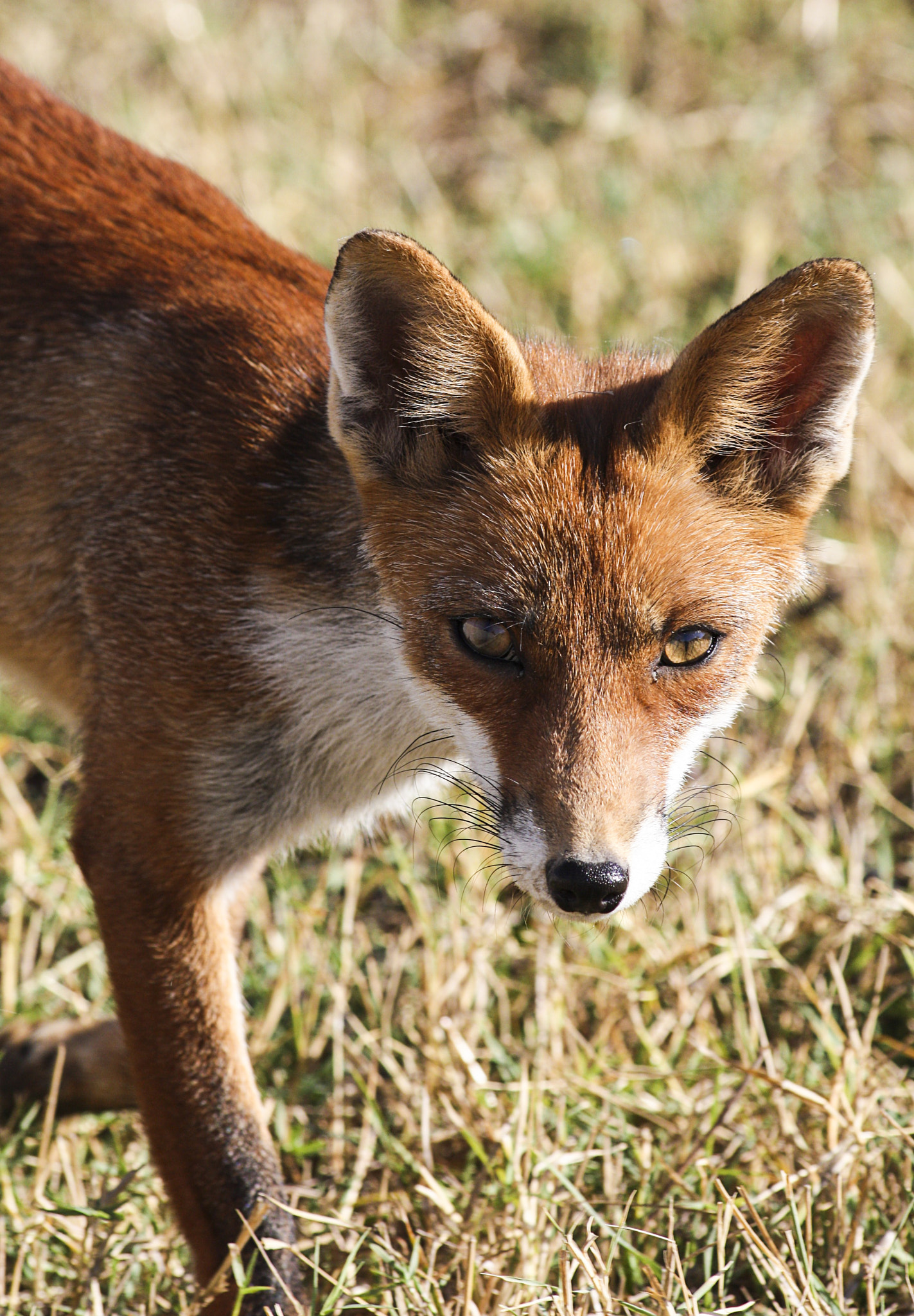 /4-5.6 IS USM sample photo. Red fox photography